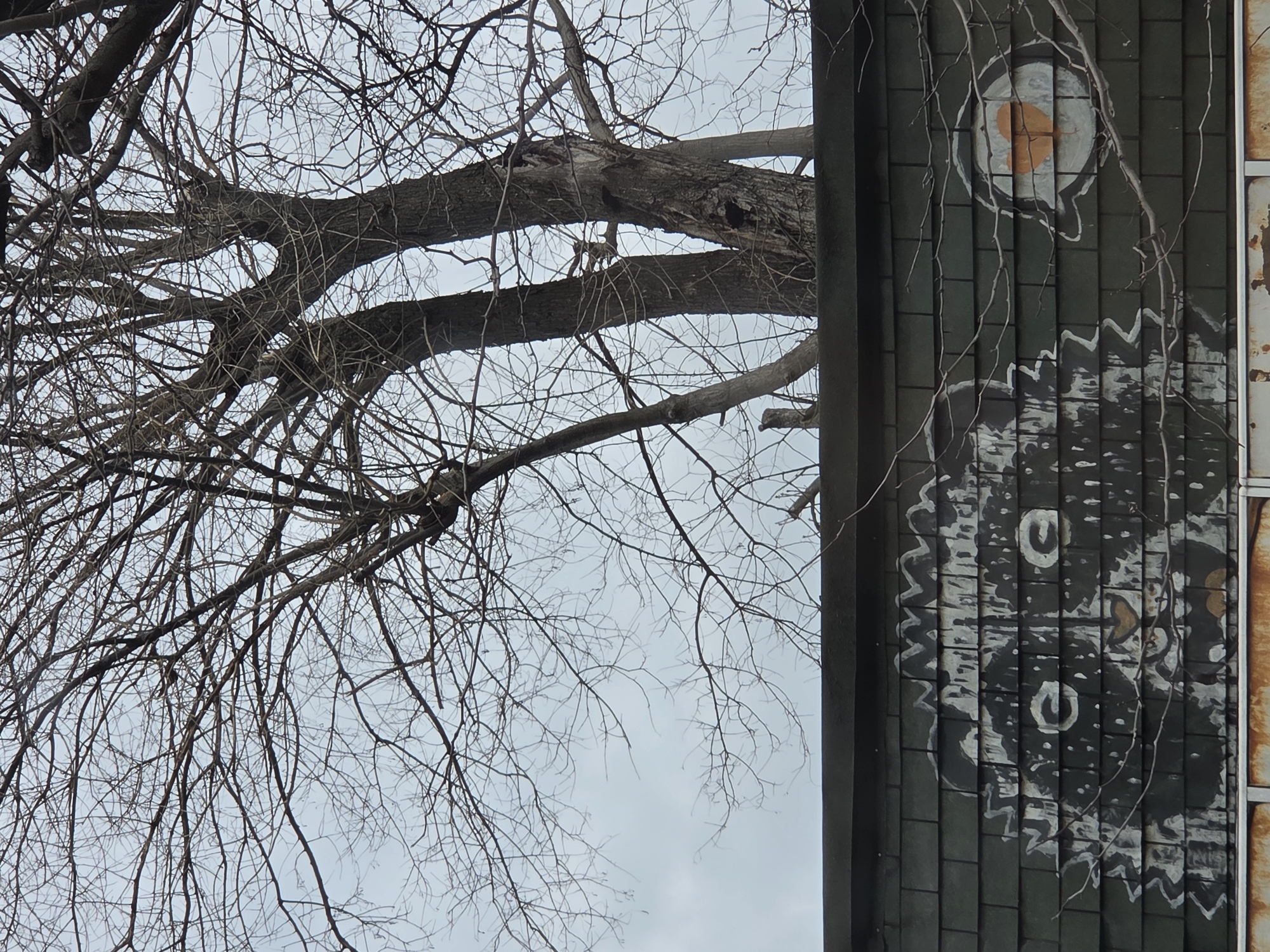 A daytime exterior shot shows a leafless tree extending over a building. The building's side is covered in dark, vertical tiles and features two graffiti designs. The top design is a white and orange circular form. The bottom design resembles a stylized owl with white markings. Thin, brown branches from the tree intersect the building's surface. The sky is overcast. The location is not discernible from the image.