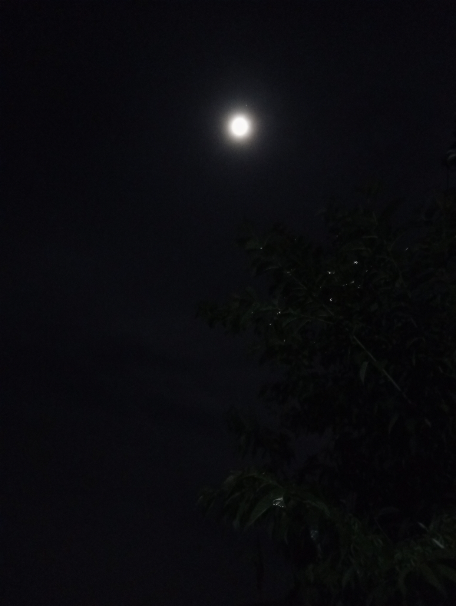 A low-angle, nighttime photograph depicts a bright full moon in a dark sky, positioned in the upper center of the frame. To the right of the moon, a shadowy tree with dense foliage occupies the lower right quadrant. The leaves of the tree appear damp, reflecting small points of light that could be dew or residual raindrops. The remainder of the scene is predominantly dark, with subtle gradations in the sky's darkness suggesting varying cloud cover or atmospheric density. No people are visible. The photograph's provenance is claimed to be Da Lat, Vietnam, but no features in the image confirm or deny this claim.
