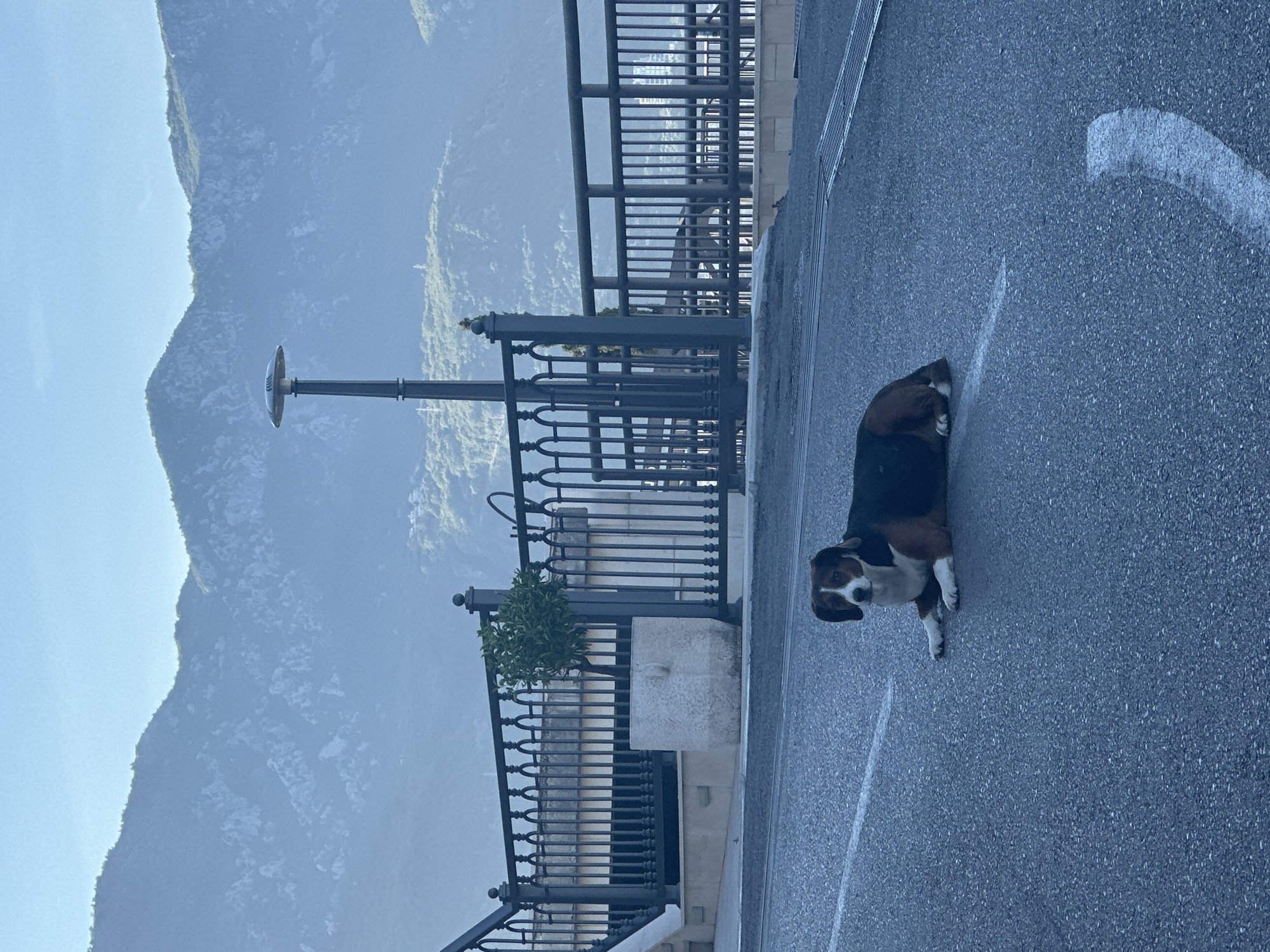 In the city of Boreti, Montenegro, a dog lies on an asphalt road, its body partially obscuring a white lane marking. The dog has brown, black, and white fur. Behind the dog, a dark metal fence with decorative arches runs along a raised walkway. A large, square concrete planter with a small, leafy tree sits behind the fence. A tall, dark lamppost with a circular light fixture stands to the right of the tree. In the background, hazy, green mountains rise against a pale blue sky.
