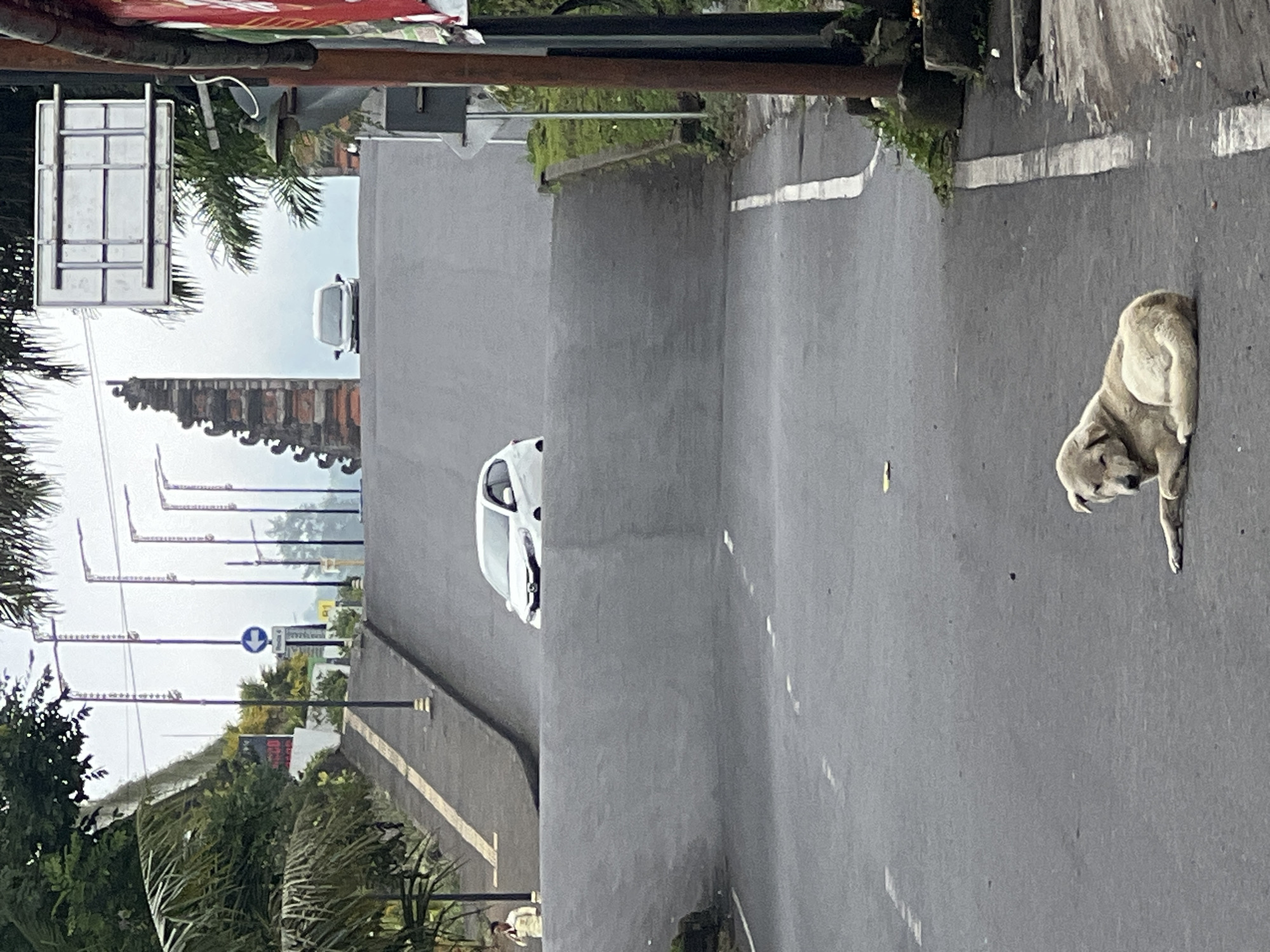 A light-colored dog is lying down on the side of a road in Rendang, Indonesia. The dog is facing left with its head slightly raised. The road is paved and appears to be slightly wet. There are white dashed lines on the road, indicating lanes. In the background, a white car is driving up a steep incline. Further in the distance, there is a traditional Balinese gate and palm trees. The sky is overcast. A person in a light-colored shirt is walking on the left side of the road, further up the incline. There are streetlights visible along the side of the road.