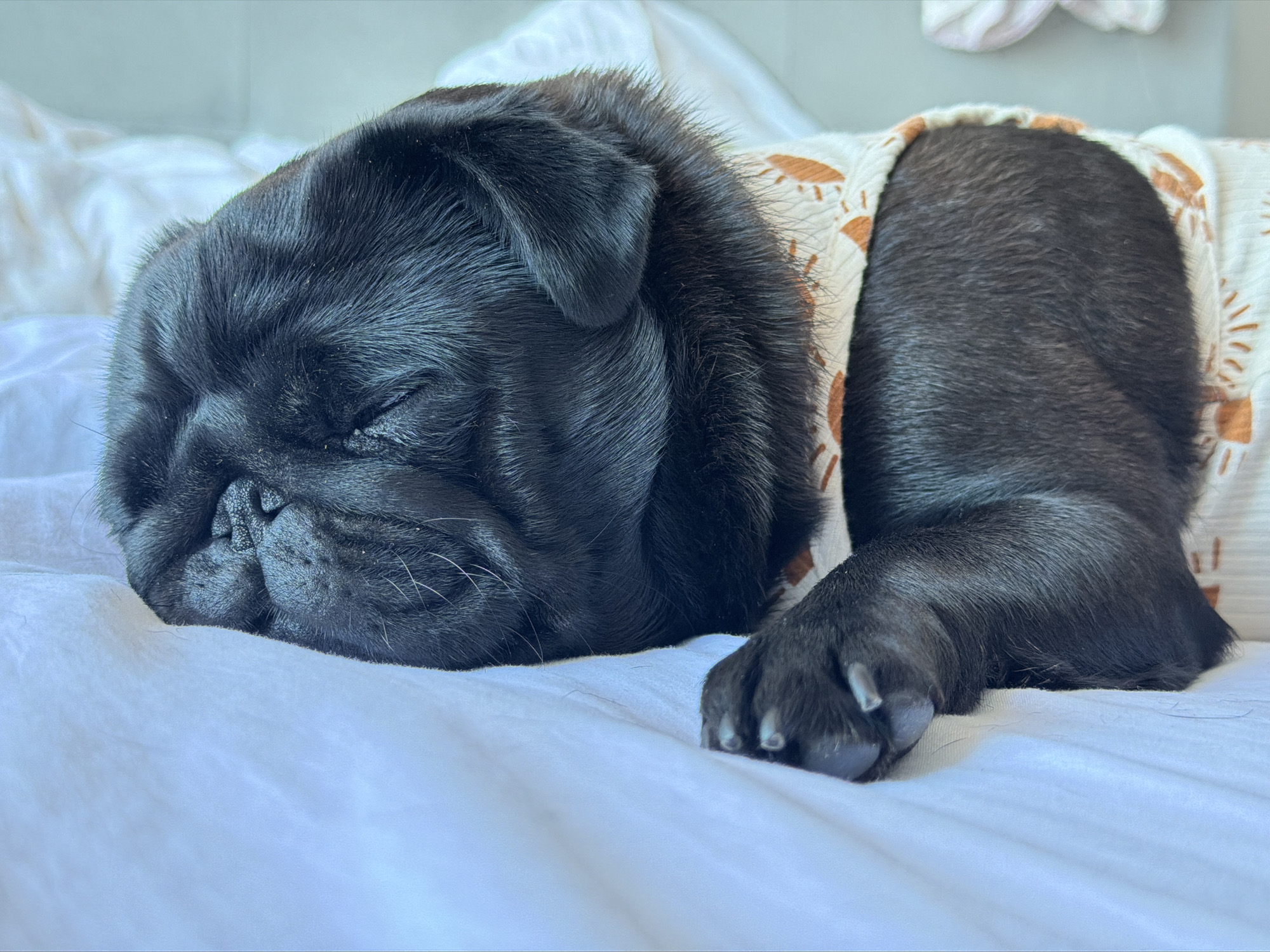 A black pug puppy is sleeping on a white bed. The puppy is wearing a cream-colored garment with an orange sun pattern. The puppy's head is resting on its paws, and its eyes are closed. The background is a soft, blurred image of white sheets and a light blue wall. The scene is peaceful and quiet, suggesting a moment of rest and comfort. The location is not specified in the image.
