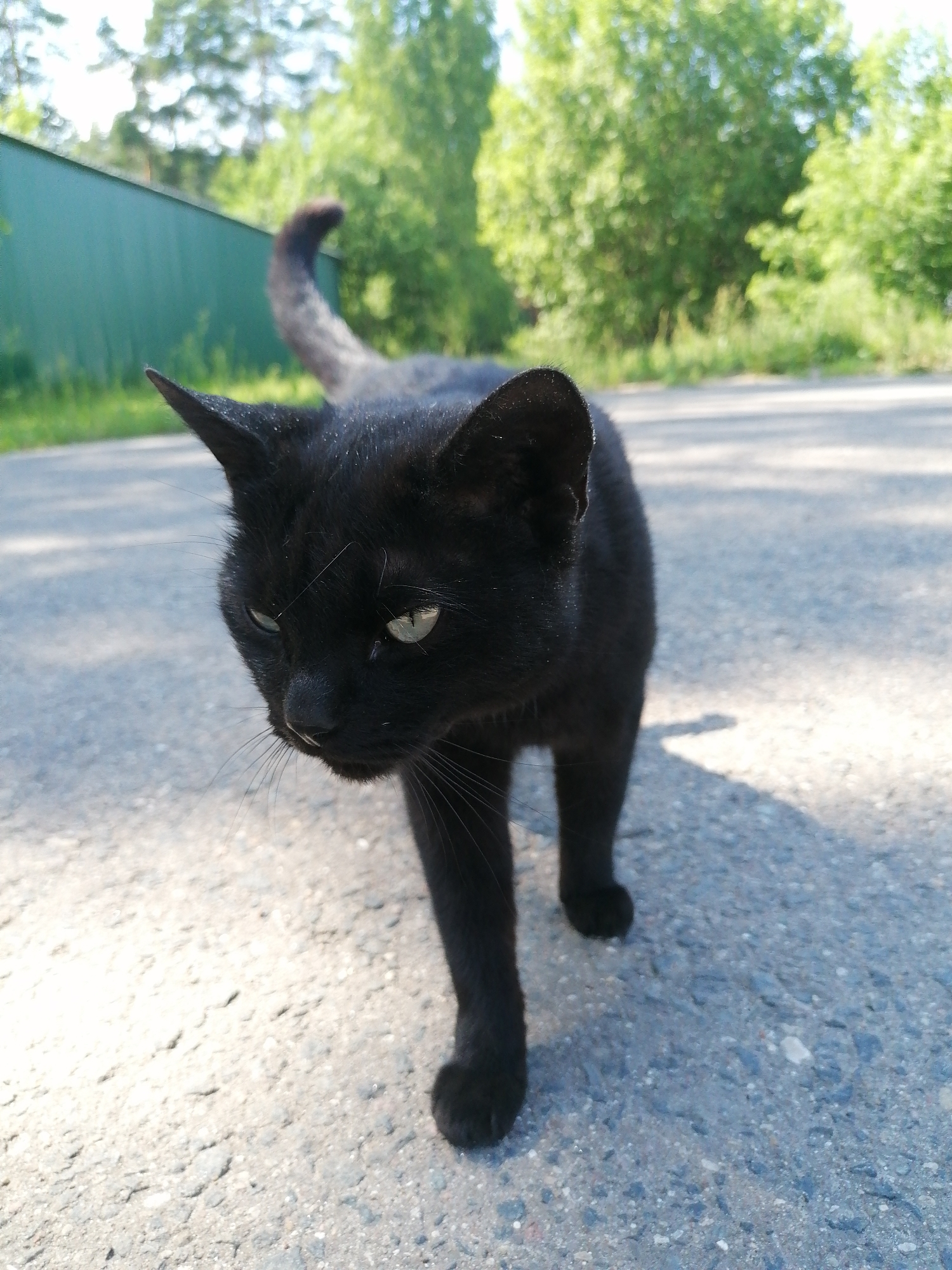 A black cat walks on an asphalt path in an outdoor area. The cat is in the foreground, facing slightly to the left, with its tail curled upwards. Its fur is short and black, and its eyes are green. In the background, there is a green fence on the left and trees with green foliage on the right. The lighting suggests it is daytime, with shadows cast on the asphalt. The scene appears to be a park or a residential area.