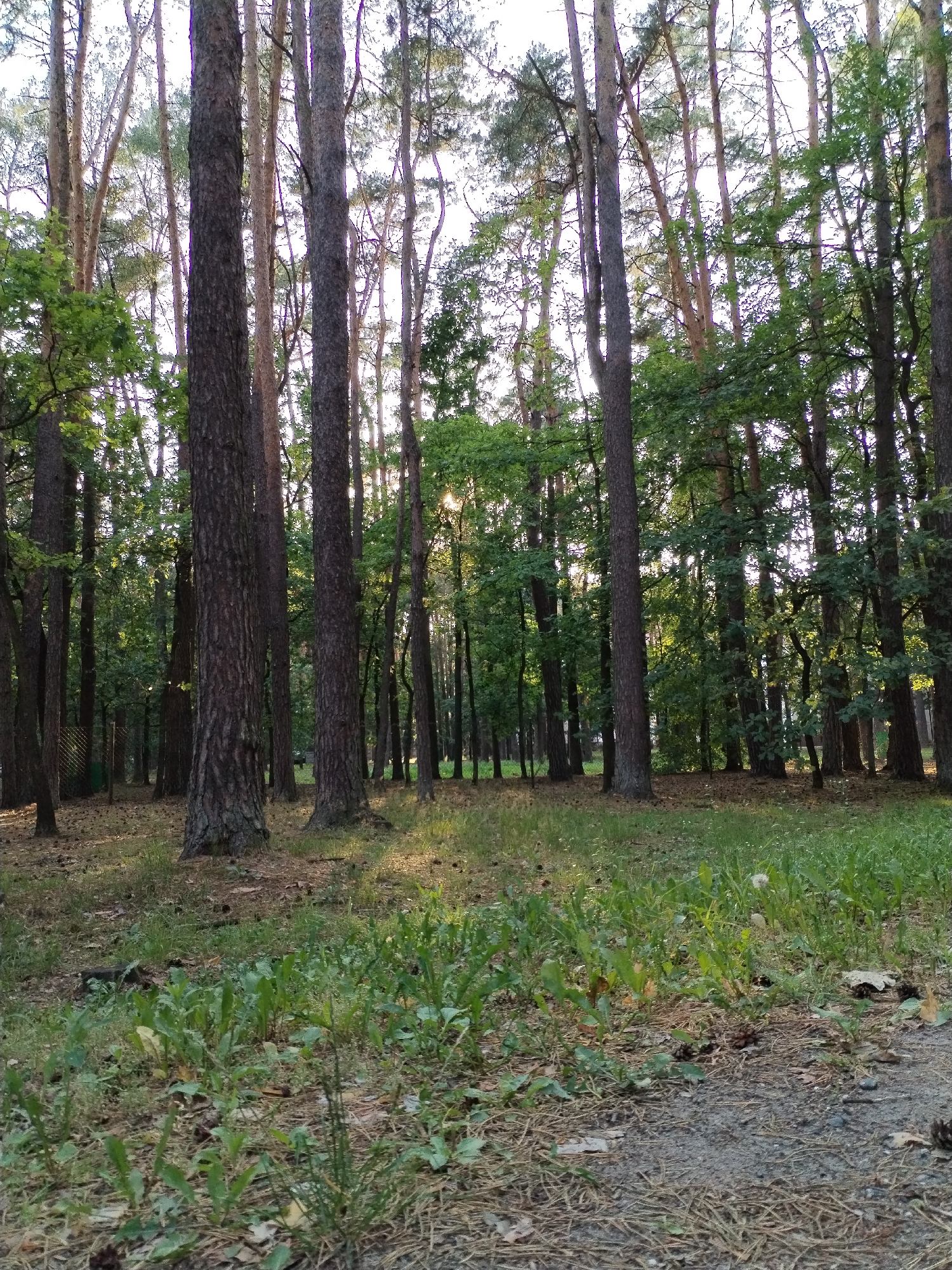 This is a vertical, eye-level shot of a forest within the Khodryna village council, Belarus. The image features a dense stand of pine trees with tall, straight trunks and a canopy of green needles. Sunlight filters through the trees, casting dappled shadows on the forest floor. The ground is covered with pine needles, dry leaves, and patches of green grass and weeds. In the foreground, a gravel path is visible. There are no people or animals present in the scene.