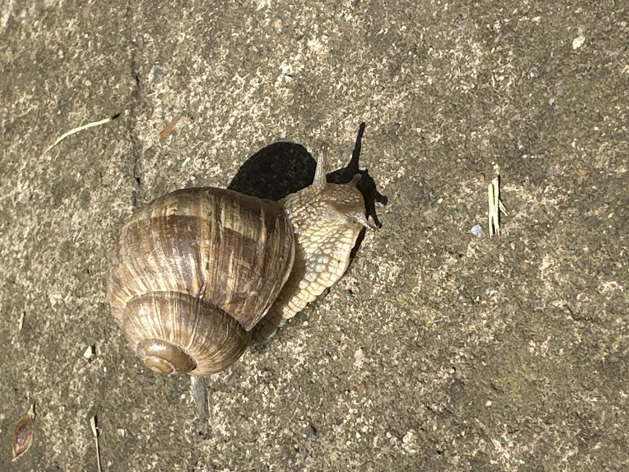 A snail is crawling on a rough, textured, light-grey surface. The snail's shell is brown with darker brown vertical stripes. The snail's body is light beige with a rough texture. Two dark antennae protrude from its head. The snail casts a dark shadow. A small straw lies nearby, and a thin, curved, dry blade of grass is on the left side of the image. The scene appears to be outdoors in natural light. There is no indication of the location in the city of Lehchevo, Bulgaria.