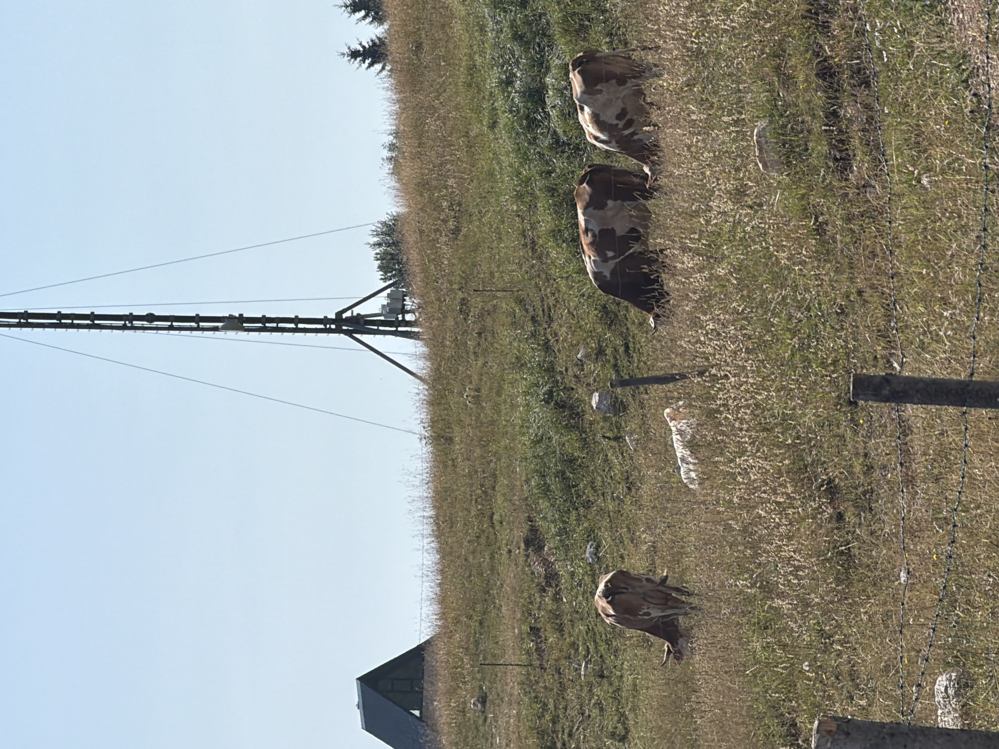 The image depicts a rural, hillside scene under a clear blue sky. The landscape is characterized by dry, golden-brown grass interspersed with patches of green, suggesting a summery or dry season. In the foreground, a barbed wire fence runs horizontally, supported by two wooden posts.
Several cows are visible grazing on the hillside. One cow, primarily brown and white, is facing away from the camera and appears to be bending down to eat. Further up the slope, two more brown and white cows are also grazing, with their heads down. A fourth cow, mostly white, is partially visible in the middle ground, also appearing to graze.
On the left side of the image, a dark, triangular-shaped structure, possibly a building or shelter, is situated on the upper part of the hill. Dominating the skyline in the background is a tall, lattice tower, likely a telecommunications or observation tower, with supporting wires extending outwards. In the far background, a cluster of dark green coniferous trees is visible. The overall impression is one of a pastoral setting, likely in a mountainous or elevated region, with elements of man-made infrastructure present. There are no people depicted in the image. The location is described as Virak, Montenegro.