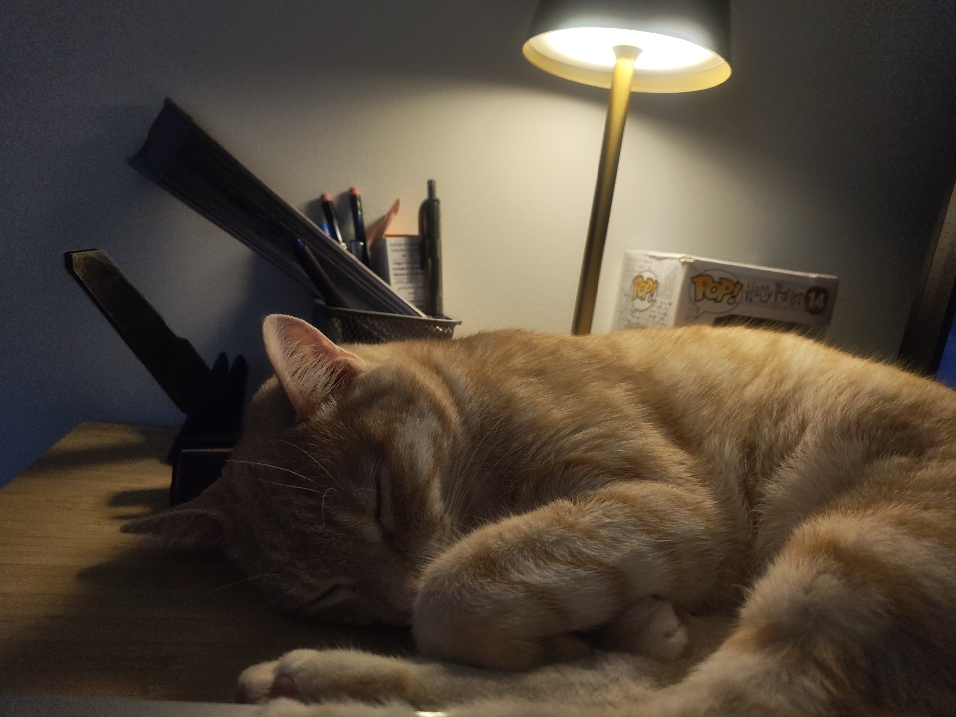 In Kelowna, Canada, an orange tabby cat sleeps curled on a wooden desk. The cat is illuminated by a desk lamp with a brass stem and a white conical shade, casting a warm glow. Next to the cat is a metal pen holder containing several pens and pencils. In the background, a box with the "Pop! Harry Potter" logo is visible. The scene suggests a quiet moment of rest in a home office or study.