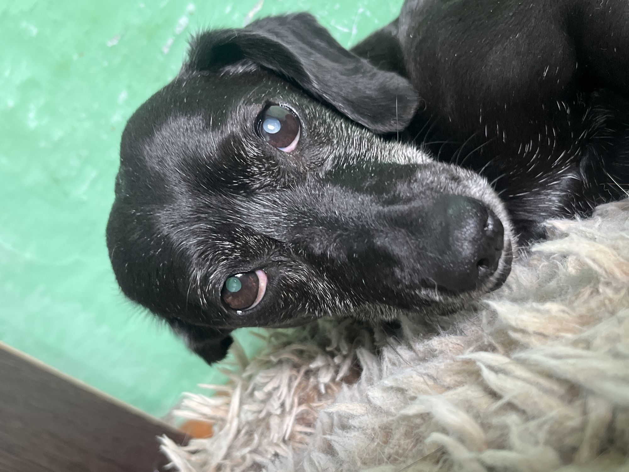 A black dog with white hairs on its muzzle and ears is resting on a fuzzy, beige blanket. The dog's eyes are open and looking directly at the camera. The background is a blurry, green surface. There is no information about the location in Nizhny Tagil, Russia.