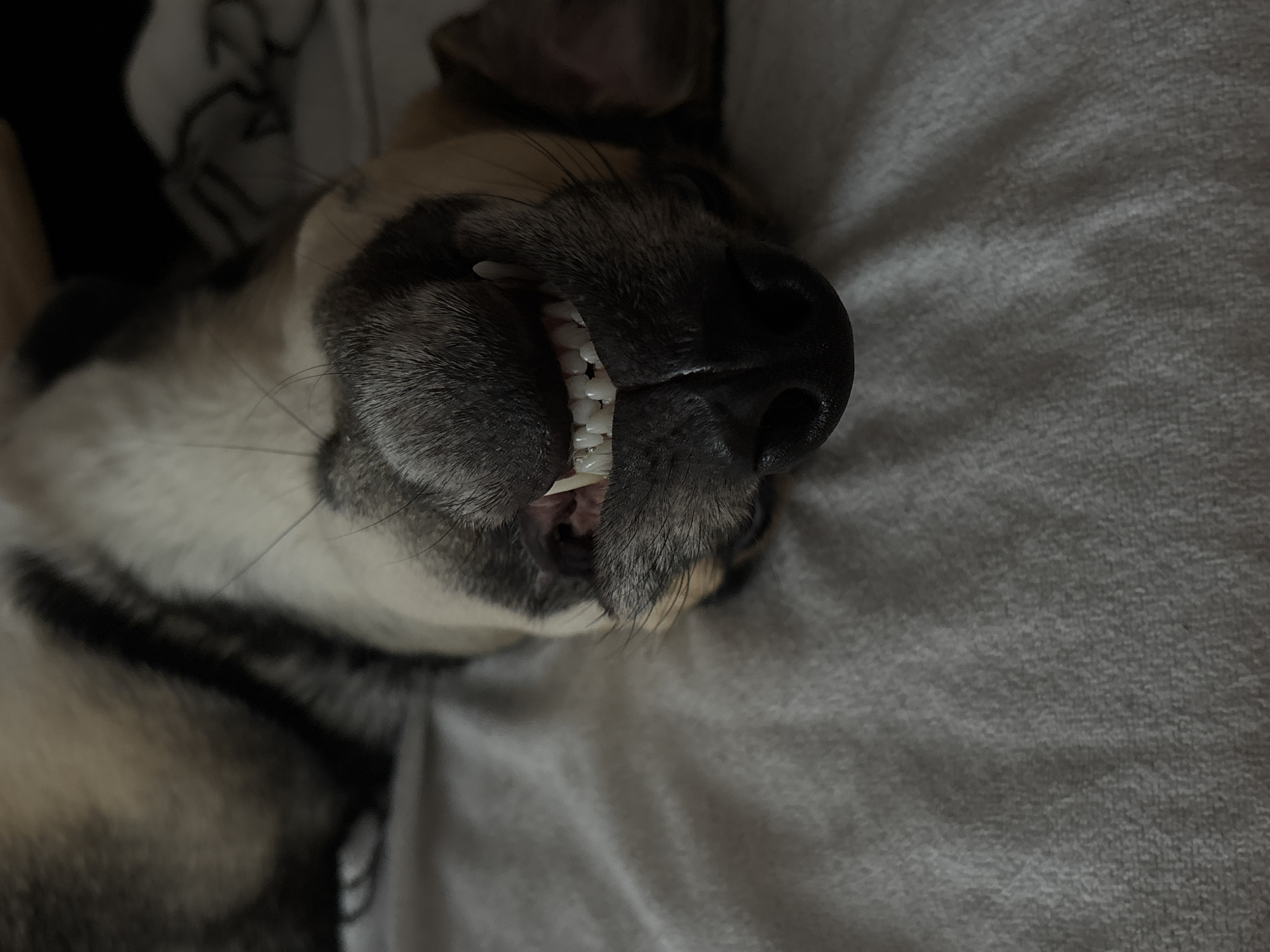 The image shows a close-up, upside-down view of a dog's face, with its mouth slightly open, revealing its teeth. The dog appears to be resting on a soft, textured surface, possibly a bed or blanket. The fur is a mix of grey, black, and tan. The dog's nose is dark and moist. The background is blurred, and a portion of what appears to be another surface with a patterned texture is visible. There are no discernible elements in the image that would indicate a specific location within Saint Petersburg, Russia, or any city for that matter.