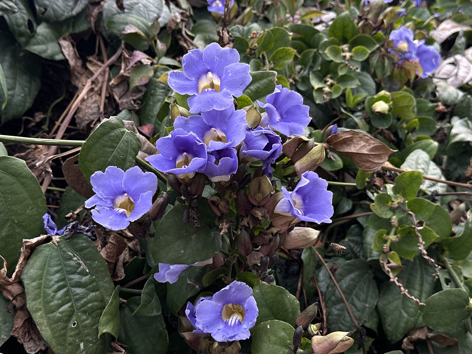 The image presents a close-up view of a cluster of blue-purple flowers, likely Thunbergia grandiflora (Blue Trumpet Vine), set against a backdrop of green foliage and some dried leaves. The petals of the flowers are a delicate shade of blue-purple, with a contrasting yellowish-white center. Some of the blossoms are fully open, while others are still in bud. The leaves surrounding the flowers are a mix of vibrant green and some aged, brown hues, indicating the plant's life cycle. The leaves appear to be a glossy color. There's an apparent insect (likely a bee or hoverfly) visible. Based on the prompt, the location is San Bernardino Tlaxcalancingo, Mexico, but there are no discernible indicators in the image itself to confirm this location.