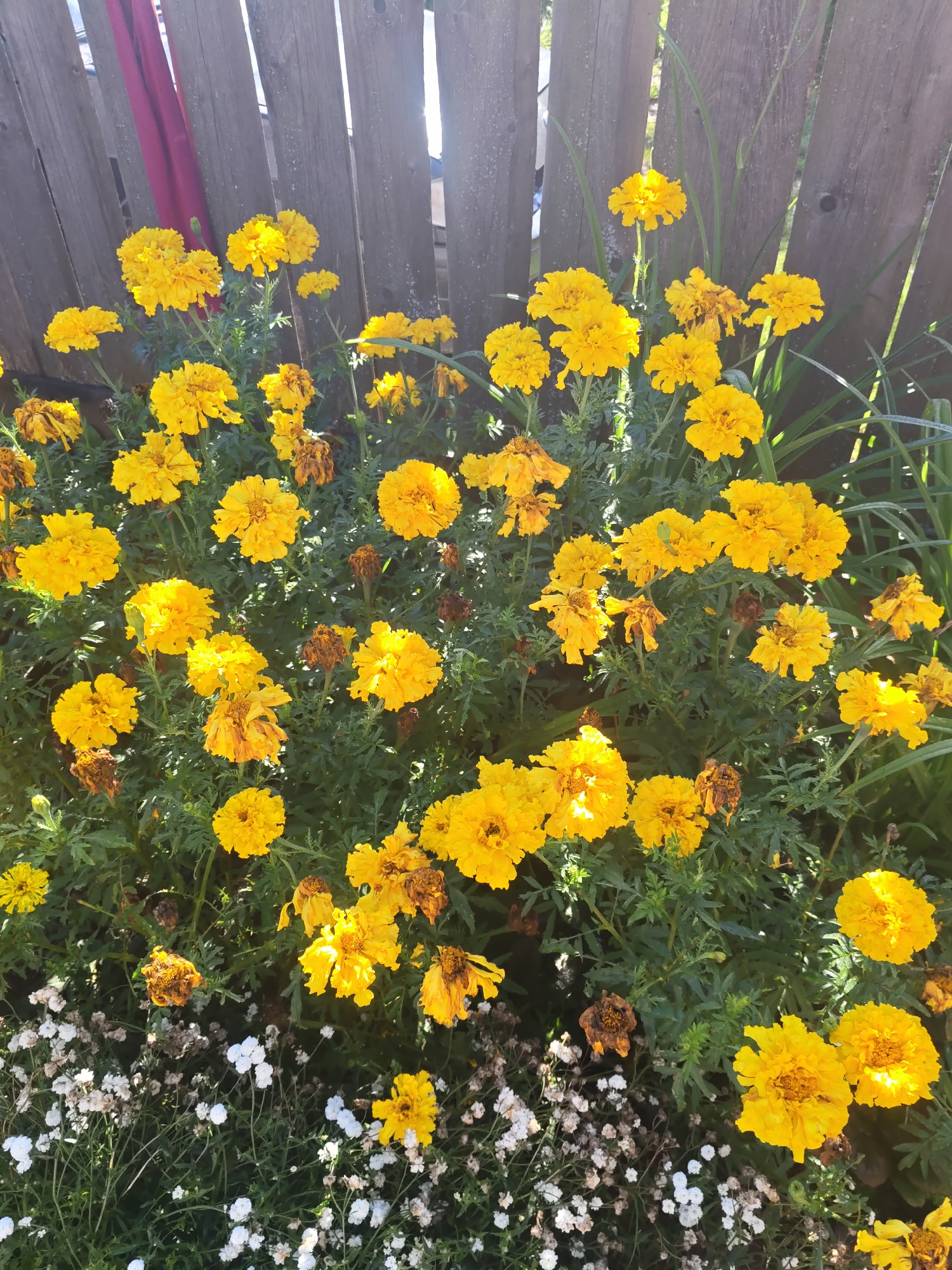 A cluster of vibrant yellow marigolds blooms in front of a weathered wooden fence. Sunlight dapples through the gaps in the fence, illuminating the textured petals of the flowers. Some of the marigolds appear fully bloomed and bright, while others show signs of wilting and browning. In the lower section of the image, a patch of small white flowers adds a delicate contrast to the bold yellow of the marigolds. The scene is set outdoors, likely in a garden or yard, with the fence suggesting a boundary or backdrop. The image captures a natural, possibly late summer or early autumn, setting. The location is specified as the city of Курашим, Russia.
