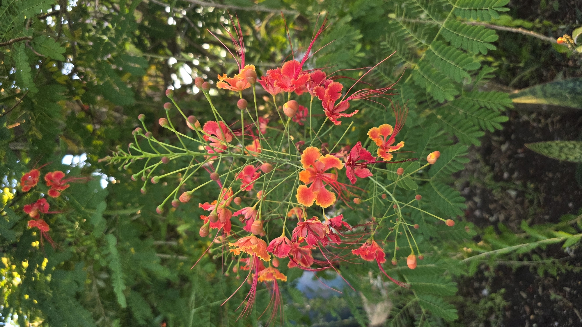The image shows a cluster of Pride of Barbados (Caesalpinia pulcherrima) flowers. The flowers are predominantly red and orange, with long, red stamens extending outward. The flowers are surrounded by green, feathery leaves. There are also visible buds in various stages of development. The background is a mix of green foliage and some blurred areas of brighter light, suggesting an outdoor setting. Given the prompt, it is reasonable to infer that the image was taken in Lhokseumawe, Indonesia.