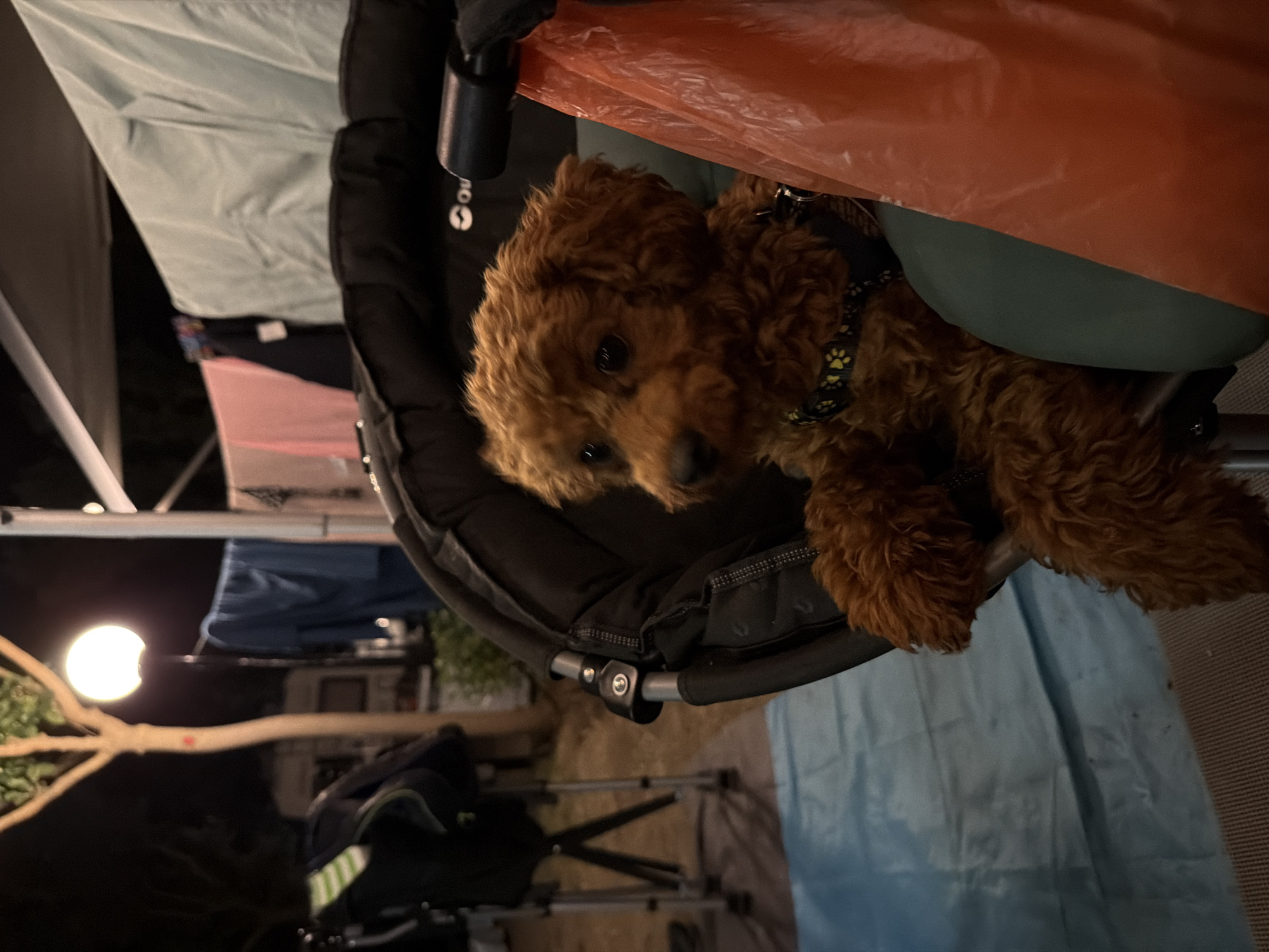 A small, fluffy, reddish-brown dog sits in a black stroller or chair. The dog is wearing a collar with a yellow paw print pattern. To the right of the dog is a crinkled orange plastic bag. In the background, laundry is hanging on a line under a light fixture, and a tree with a bright, circular lamp is visible. The scene appears to be outdoors at night, possibly at a campsite or in a backyard, with a blue tarp and camping chairs in the foreground. The location is not discernible from the image itself.