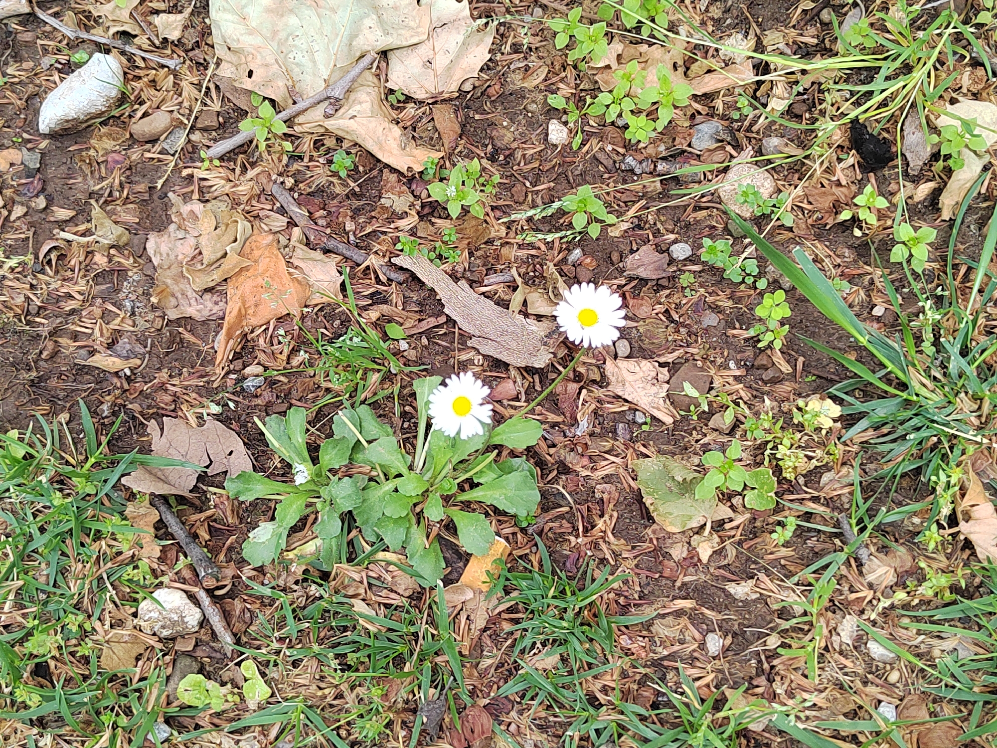The image depicts a patch of ground covered in loose dirt, dry leaves, pine needles, and small rocks. Two daisy plants with white petals and yellow centers are the central focus. Green grass surrounds the patch, suggesting a natural or minimally maintained area. There are no people visible. The location is suspected to be in Podgorica, Montenegro, but without additional identifying features, this cannot be definitively confirmed from the image alone. The scene appears to be a close-up shot of a small section of ground.