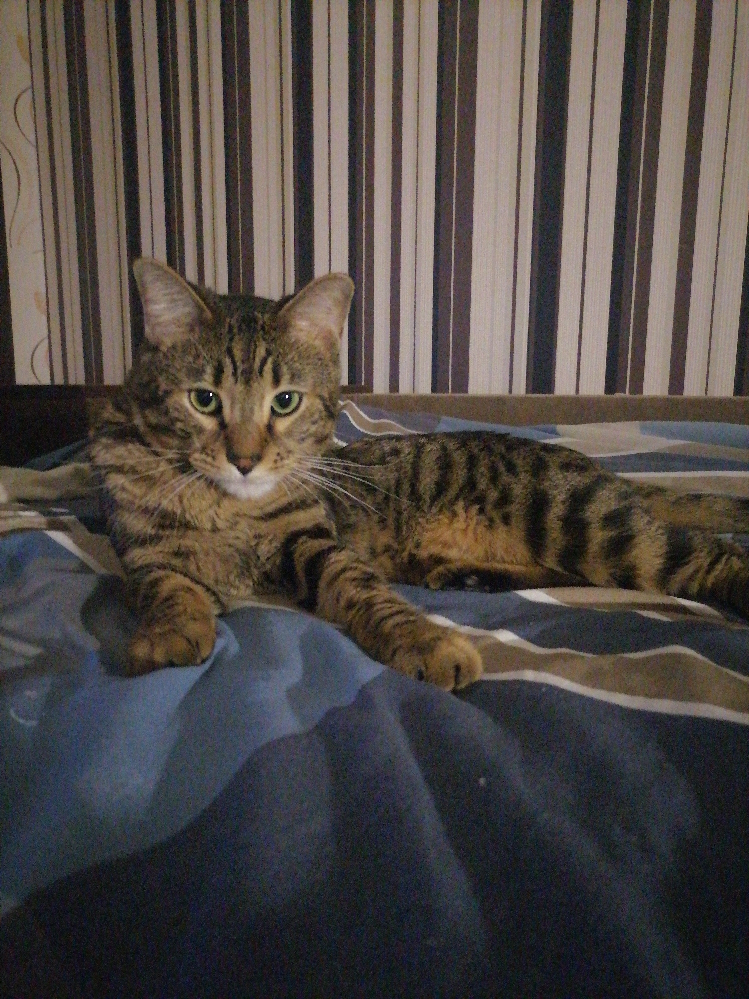 A domestic shorthair cat with tabby markings is lying on a bed. The cat is facing the camera, with its head slightly tilted. Its eyes are open and green. The cat is resting on a blue and striped bedspread, with its paws visible. In the background, there is a striped wallpaper with vertical brown and beige stripes. The lighting suggests it is indoors, likely in a bedroom. The location is identified as Гарадзея, Belarus.