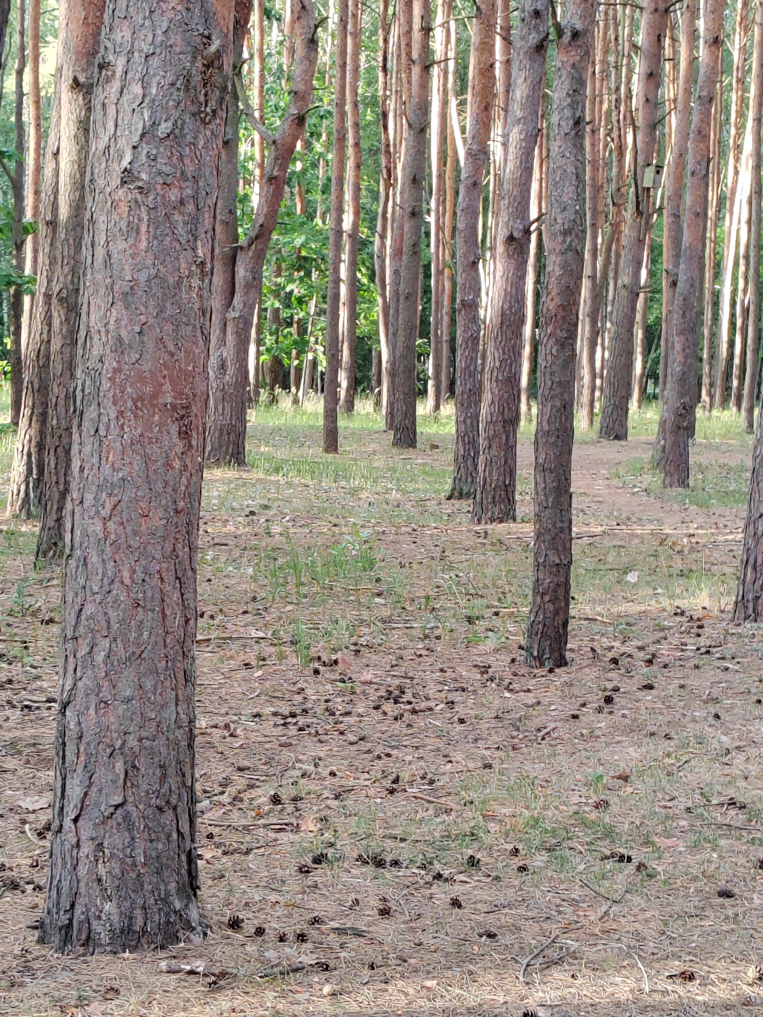 A forest scene in Brest, Belarus, features a dense stand of pine trees with rough, textured bark. The ground is covered in a layer of fallen pine needles, pinecones, and sparse green grass. Sunlight filters through the trees, creating dappled light and shadows. In the background, a small wooden birdhouse is visible attached to one of the trees. The overall impression is a natural, undisturbed forest floor within a wooded area.