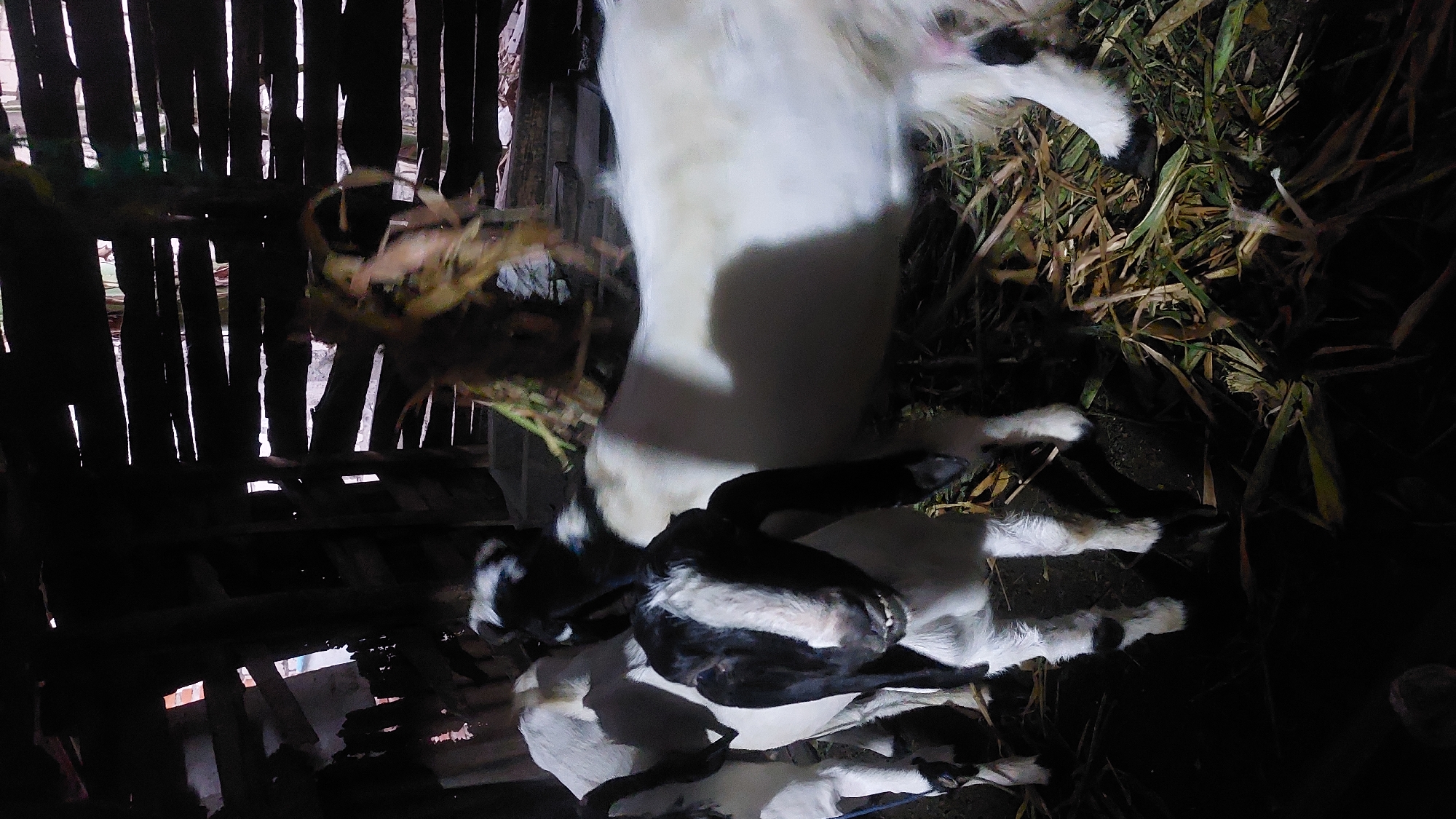 In Jatirogo, Indonesia, three goats are standing in a dimly lit, rustic enclosure constructed from rough-hewn wood. The enclosure's walls are made of horizontal wooden planks with gaps between them, allowing some light to filter through. The floor is covered with dry straw and plant matter.
The goat in the foreground is predominantly white with black markings on its head, ears, and legs. Its face is turned towards the camera, and it appears to be looking directly at the viewer. The goat's mouth is slightly open, revealing its teeth. Its ears are long and pendulous.
Behind the foreground goat, another goat is visible, also white with black markings on its head and back. This goat is positioned to the left and slightly behind the first. Further to the right and behind these two is a larger goat that is mostly white, with a visible black patch on its back and rear. This goat's body extends out of the frame to the right. The goats are standing amidst the straw and debris on the floor. The lighting in the scene is low, casting shadows and highlighting the textures of the animals and their surroundings.