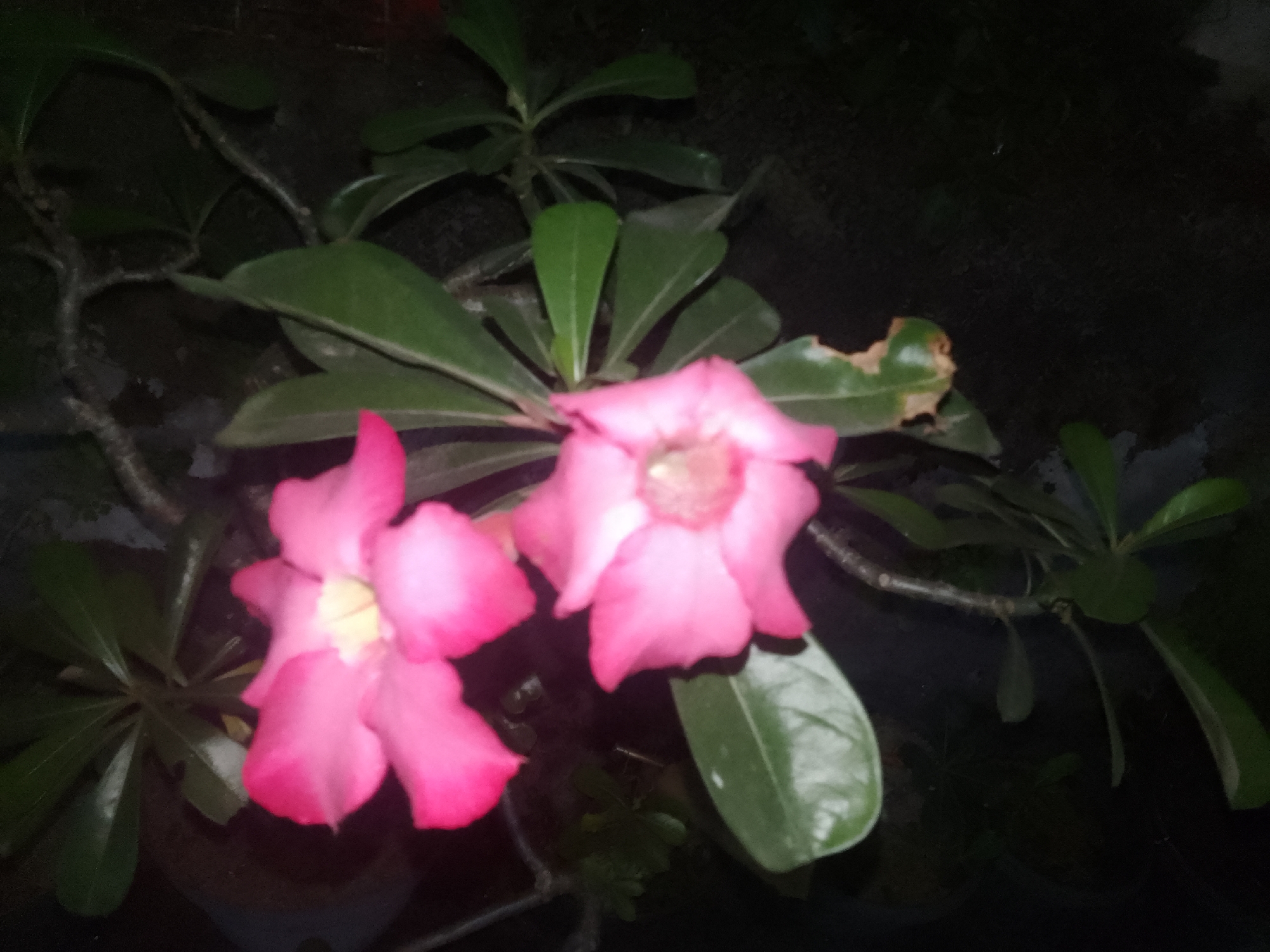 The image captures a close-up view of two pink desert rose flowers in bloom, set against a dark, out-of-focus background. The flowers are the main subjects, with their vibrant pink petals and lighter centers. Surrounding the flowers are lush green leaves and branches, typical of the desert rose plant. The lighting suggests it might be nighttime or a dimly lit area. The scene appears to be in a garden or natural setting, possibly in Cisarua, Indonesia, a region known for its natural beauty and flora. No people or specific actions are depicted.