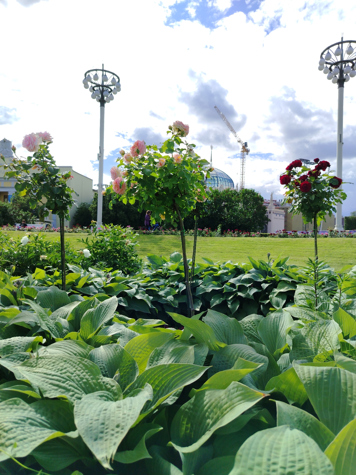 In Moscow, Russia, on a bright, cloudy day, a park scene unfolds. The foreground is dominated by lush, green hosta plants with large, textured leaves. Behind them, several rose bushes are in bloom. One bush displays pale pink roses, while another is adorned with deep red blooms. Tall, slender trees with green foliage stand behind the roses, and further in the background, a well-manicured lawn stretches out.
In the middle ground, two people are visible. One, wearing a purple top and dark pants, is walking with a bicycle. Another person sits further back in the park. Beyond the lawn and the people, an array of structures and elements suggest a public space or exhibition area. Two ornate lampposts with multiple globe-like lights stand prominently on either side of the frame. In the distance, a large, domed building with a glass exterior is visible, possibly part of a museum or pavilion. A construction crane rises into the sky behind this dome, indicating ongoing development or renovation. The overall impression is one of a pleasant, well-kept outdoor area with a mix of natural beauty and architectural features. The sky is filled with dramatic white clouds against a blue backdrop, hinting at the time being daytime, possibly late morning or early afternoon. There is no visible text in the image.
