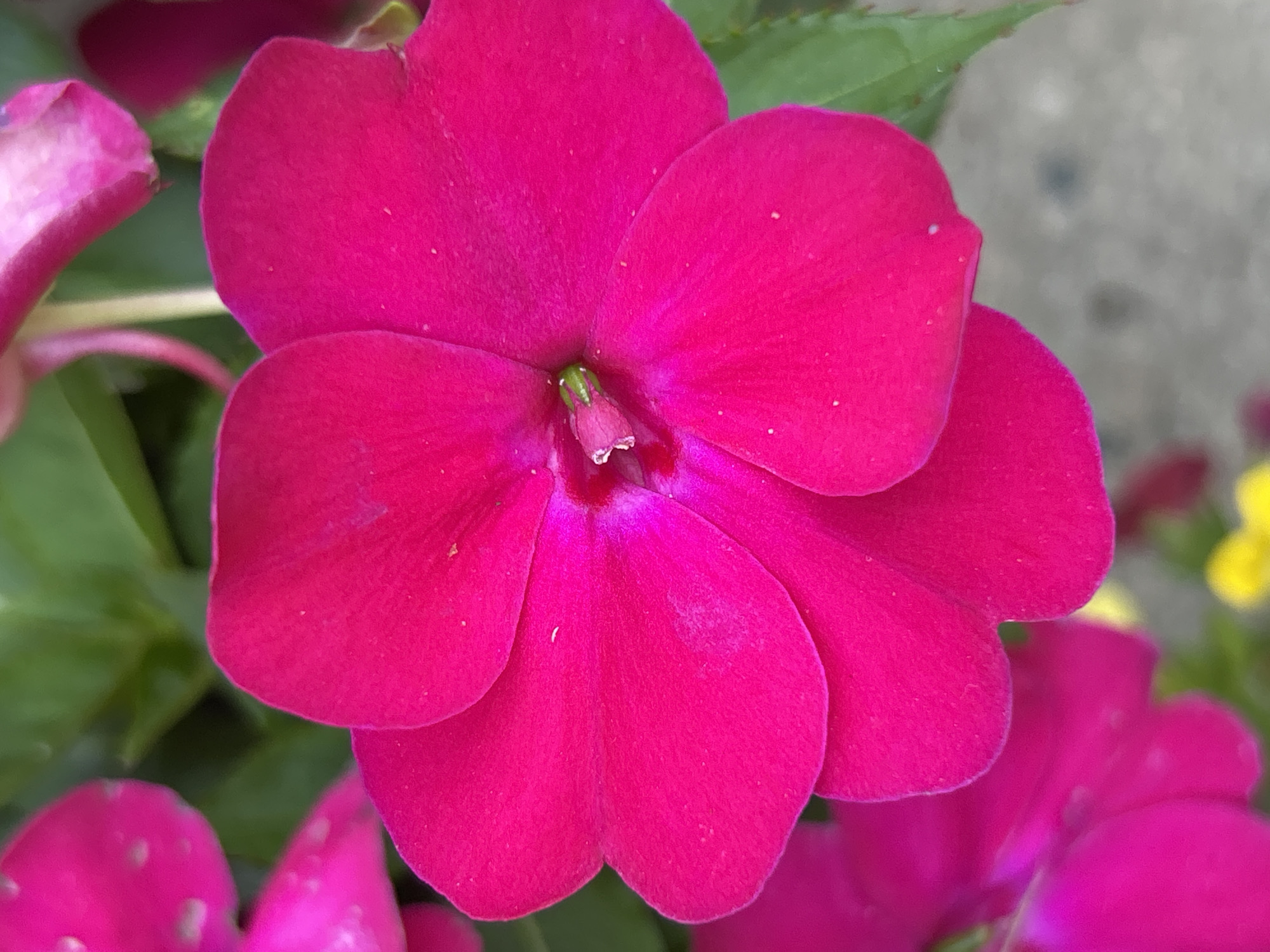 A close-up, overhead shot focuses on a vibrant fuchsia impatiens flower in full bloom, its five petals fanned out in a near-perfect circular pattern. The center of the flower reveals delicate pistils and stamens, tinged with a lighter pink and green. Some petals exhibit small white speckles, possibly water droplets or natural markings. In the background, blurred green foliage suggests a lush garden setting, with hints of other impatiens flowers in softer pink tones and a small patch of yellow visible at the bottom. The overall impression is one of natural beauty and vivid color. This image was taken in Blaine, United States of America.