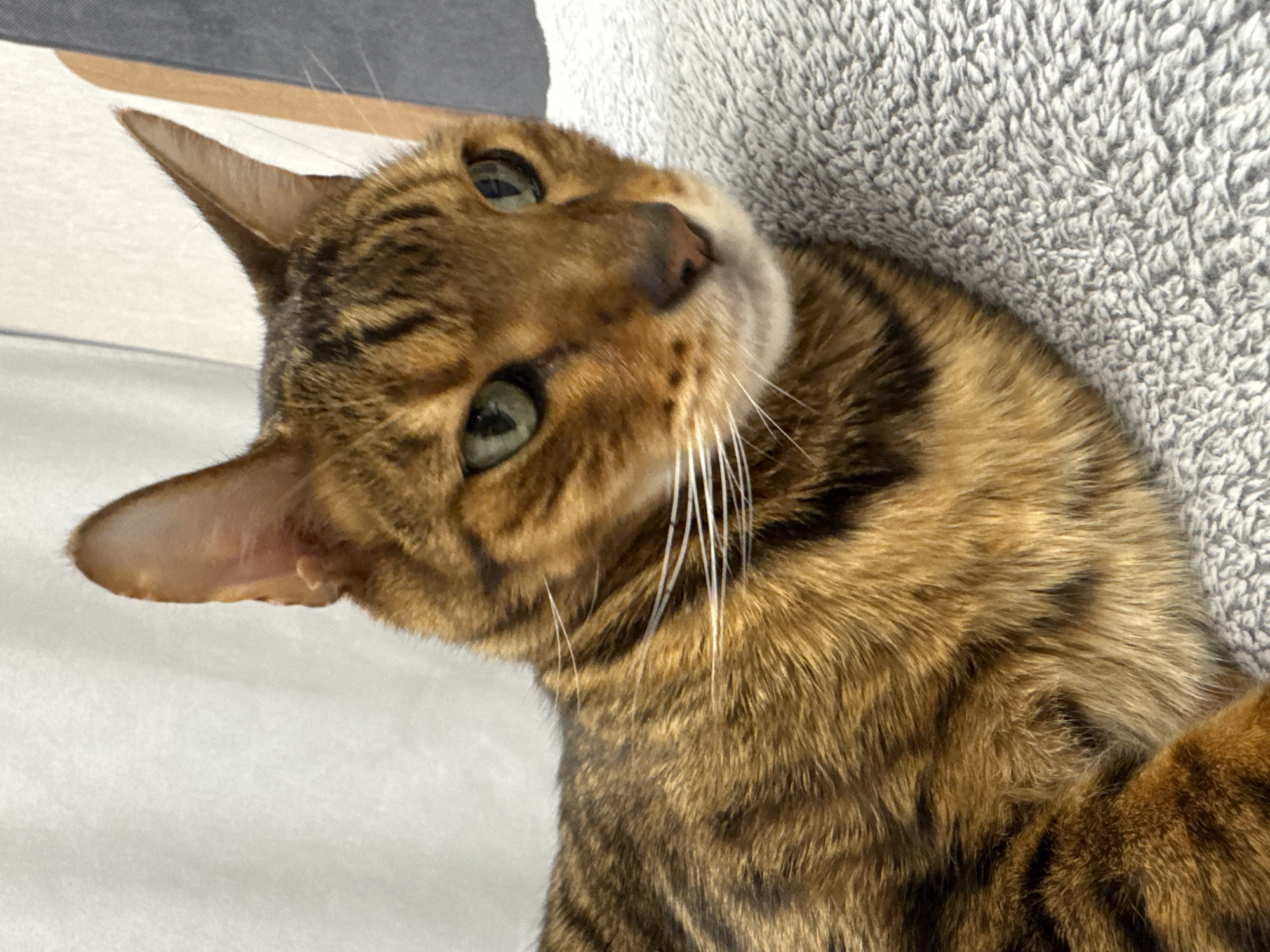 A close-up of a brown tabby cat is shown indoors. The cat is tilting its head to the left, looking upwards. Its eyes are green and its whiskers are white. The cat is lying on a light grey, textured surface. Part of a light-colored wall is visible in the background. The location is Unknown, Unknown.
