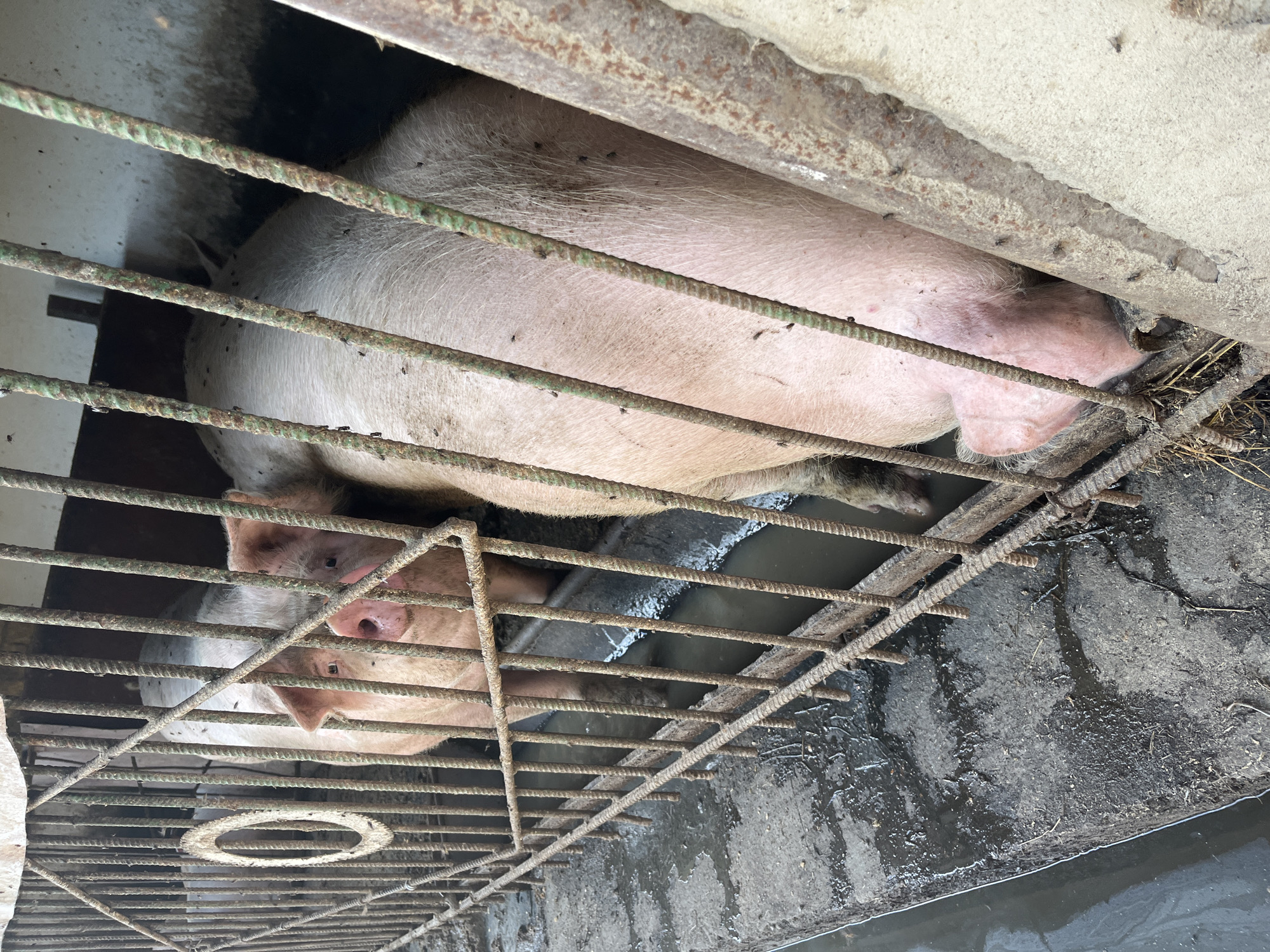In Bohunove, Ukraine, this media file captures a close-up view of several pigs within a cramped enclosure. The scene appears to be an outdoor or semi-outdoor facility, characterized by a metal grate flooring that allows waste to fall through to a lower level, indicated by muddy water and some dried grass beneath. The pigs, predominantly pink-skinned with sparse hair, are positioned both above and partially through the grate. One pig's head is prominently visible from the front, its snout and eyes peering through the bars. Another pig is seen from the side, its body largely filling the space, with its rear end and tail visible. A third pig is partially obscured but its head and snout can be seen peeking through. The pigs appear to be in a state of rest or simple existence within their confined environment. The metal bars of the enclosure are rusty, suggesting age and exposure to the elements. The lighting suggests it is daytime, and no specific weather conditions are apparent. There is no visible text in the media file.
