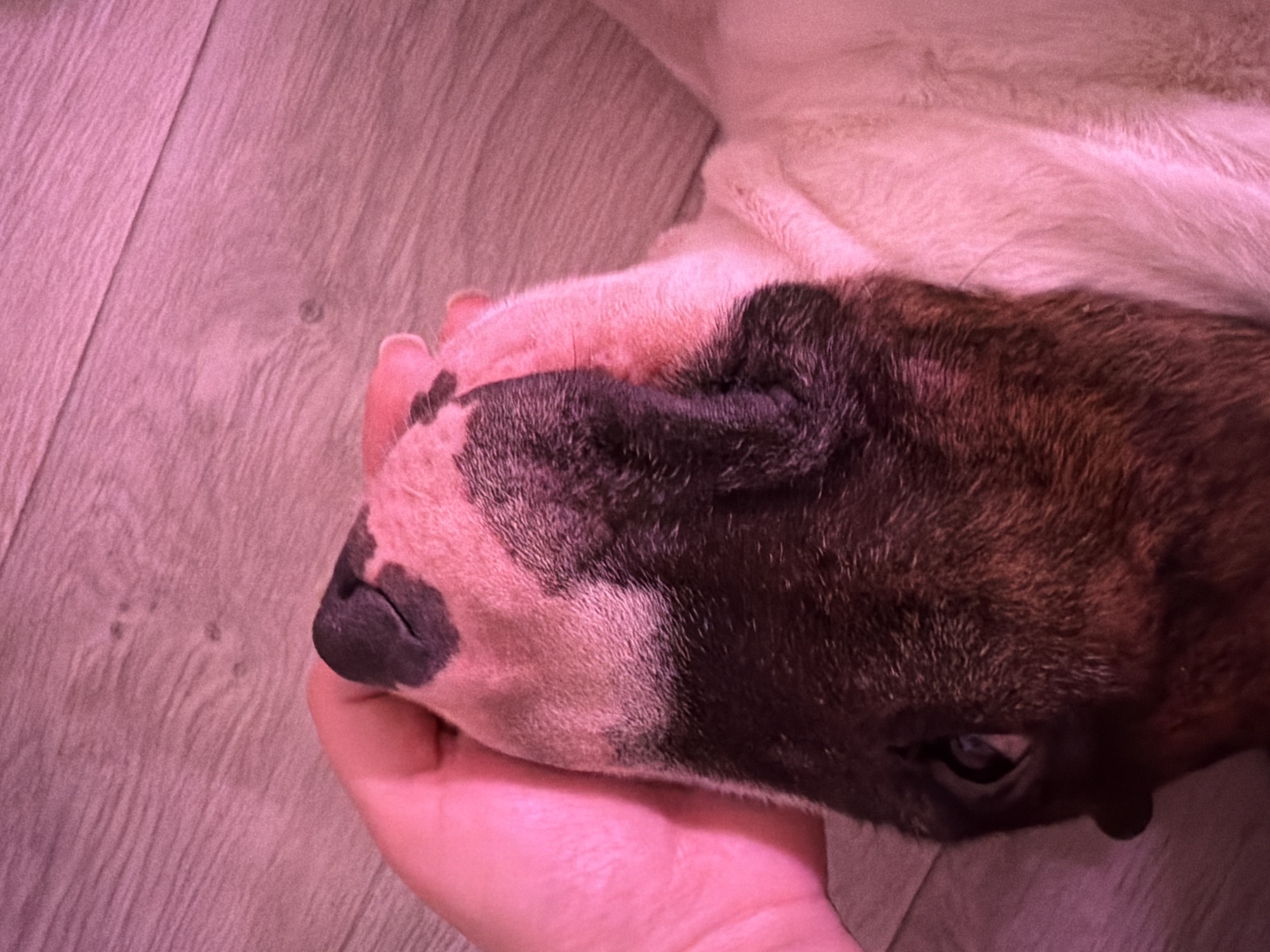 A close-up shot presents the head of a dog, resting on a human hand. The dog's fur is primarily brown and black, with patches of white around its nose. The hand, which cradles the dog's head, is pink in tone. The background consists of a textured surface resembling wood grain. The image has a pinkish hue overall. The location is not discernable.