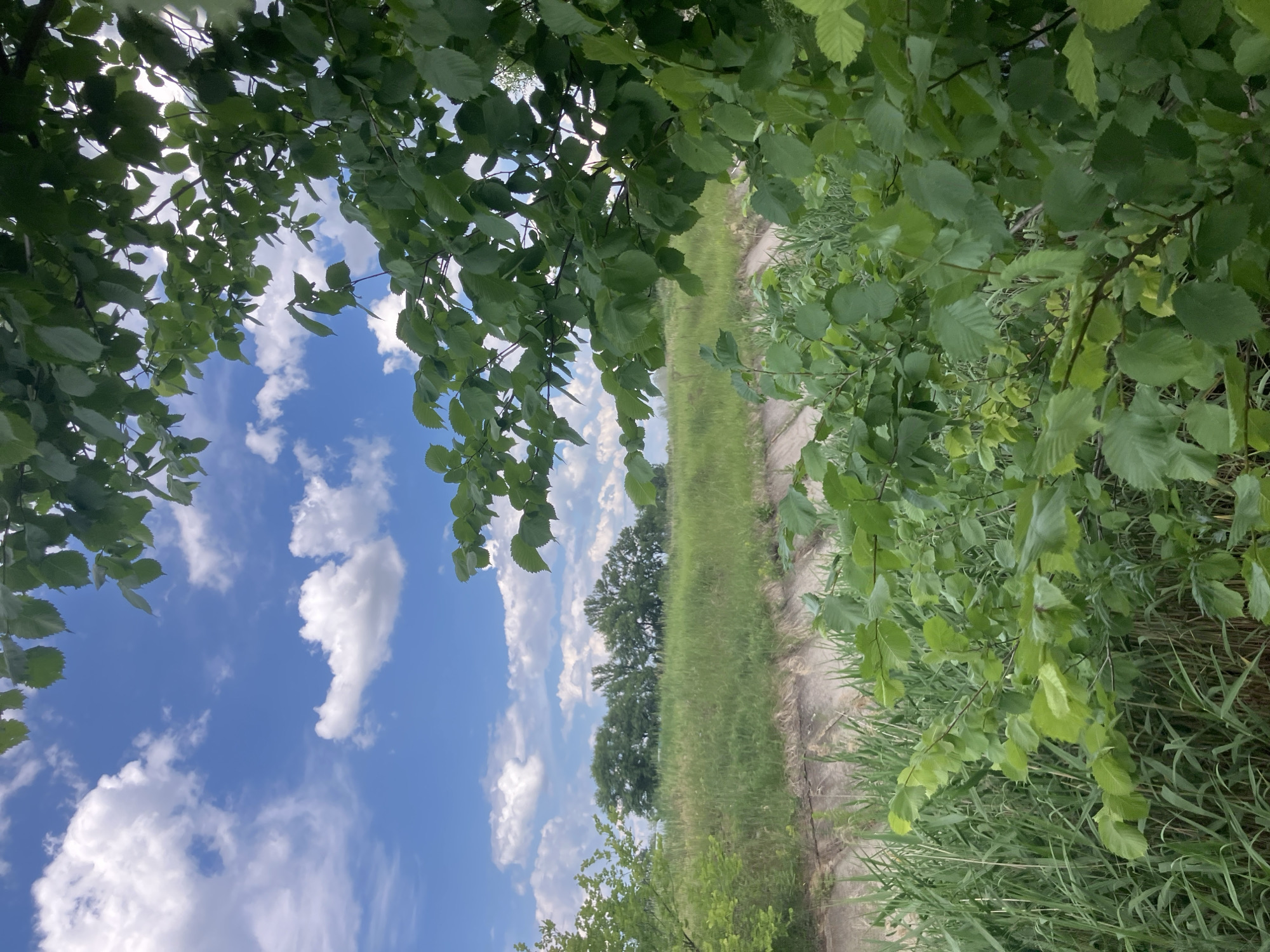 In Berdiansk, Ukraine, an outdoor scene unfolds under a bright blue sky dotted with fluffy white clouds. The foreground is dominated by lush green foliage, with branches and leaves from trees partially obscuring the view. In the mid-ground, a grassy slope rises, leading to a line of mature trees in the distance. A concrete embankment runs horizontally across the scene, separating the immediate foreground from the grassy slope. The overall impression is one of a natural landscape, possibly a park or a rural area on the outskirts of the city.