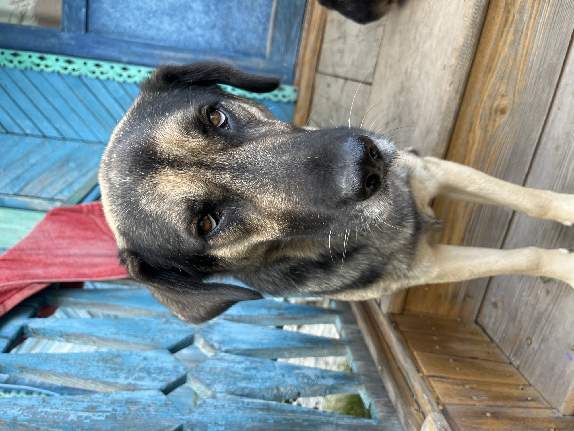 A medium shot captures a dog standing on a wooden porch. The dog is facing the camera with its head tilted slightly. Its fur is a mix of black, brown, and tan. The background features a weathered blue wooden fence with some red fabric hanging on it. The porch floor is made of wooden planks. The scene appears to be outdoors, possibly in a rural or suburban setting. There is no identifiable landmark that would place this scene specifically in Nizhny Tagil, Russia.
