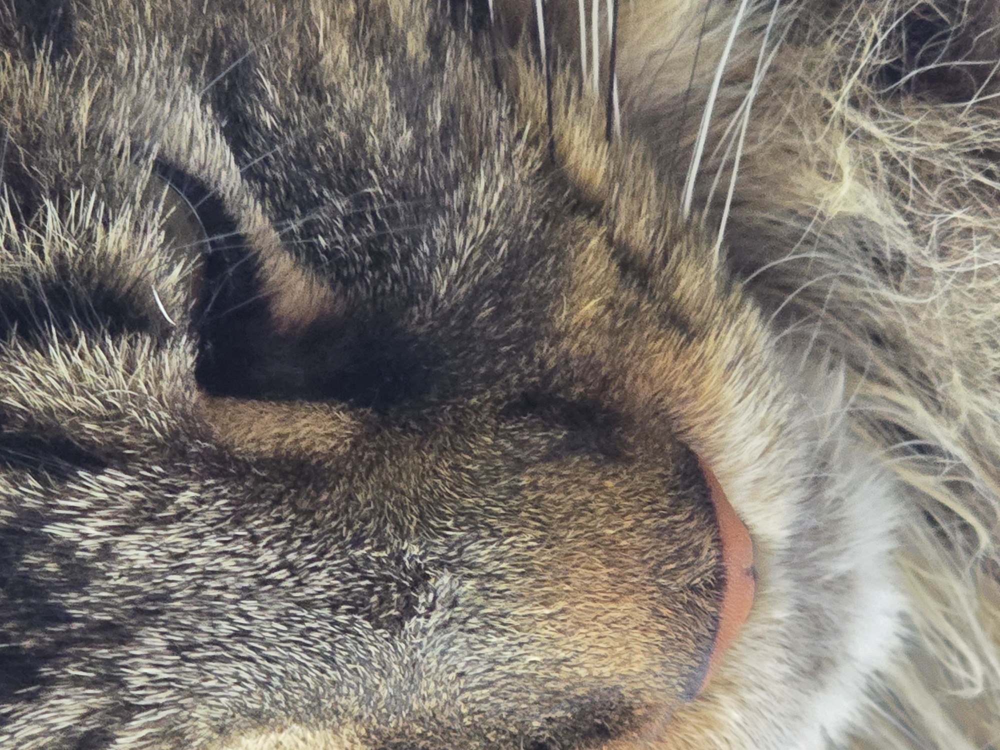 This is an extreme close-up photograph of a cat's face, focusing on its nose and surrounding fur. The cat has tabby markings with shades of brown, black, and tan fur. Its nose is a soft pink color, and long white whiskers are visible. The image is a still photograph and does not depict any specific location in the city of Krasnoyarsk, Russia. There are no people, actions, or interactions visible in the image. The environment is not discernible beyond the immediate fur of the cat.
