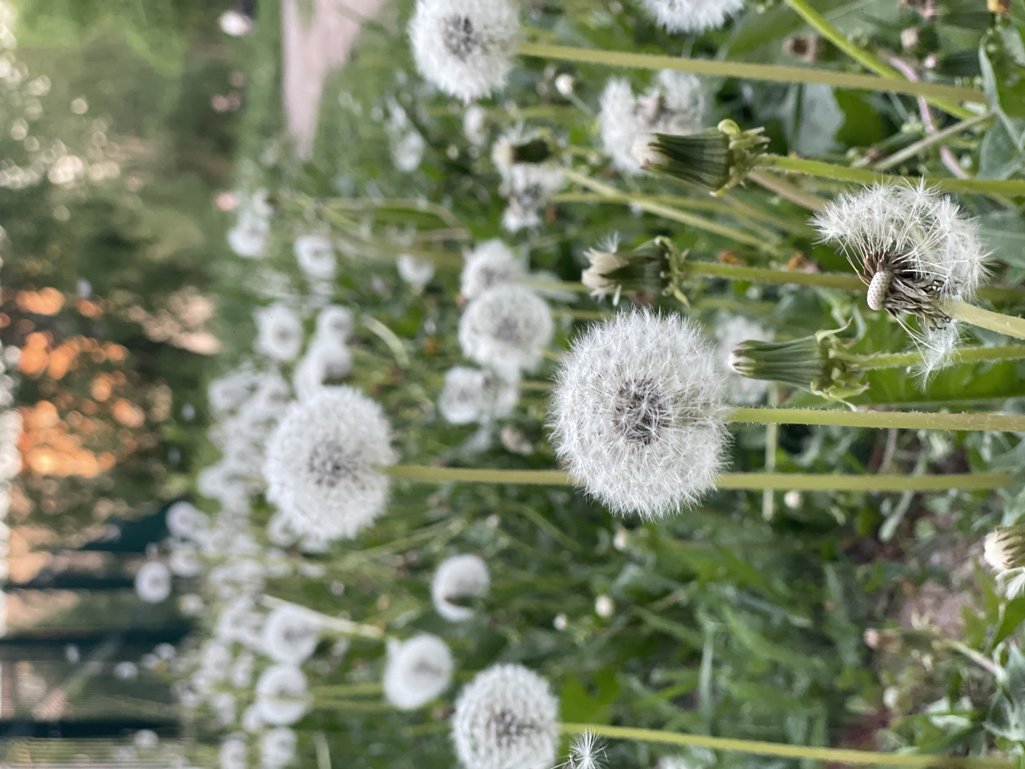 The image depicts a field of dandelions in seed, with multiple white, fluffy seed heads in various stages of dispersion. Some are intact and round, while others are partially depleted. Green dandelion stems and unopened buds are interspersed among the seed heads. The background is blurred, showing green vegetation and hints of a distant fence or structure. The location is suggested to be in Izhevsk, Russia, but there are no features in the image that explicitly confirm this.