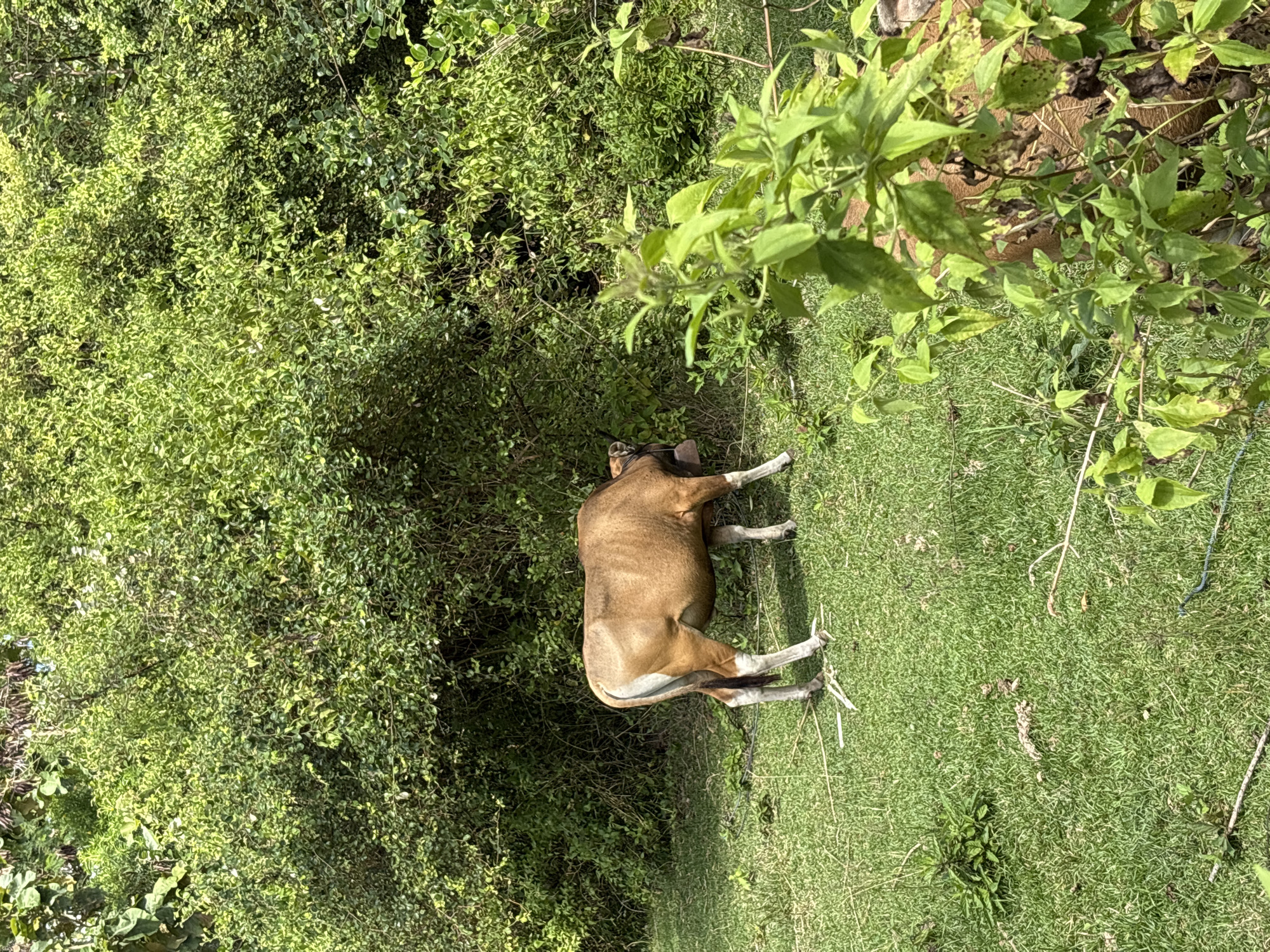 A brown cow rests on a patch of green grass adjacent to dense vegetation in Kuta Selatan, Indonesia. The cow is lying on its side with its legs extended. The area includes a mix of grassy and bushy terrain. The image is shot from an elevated perspective.