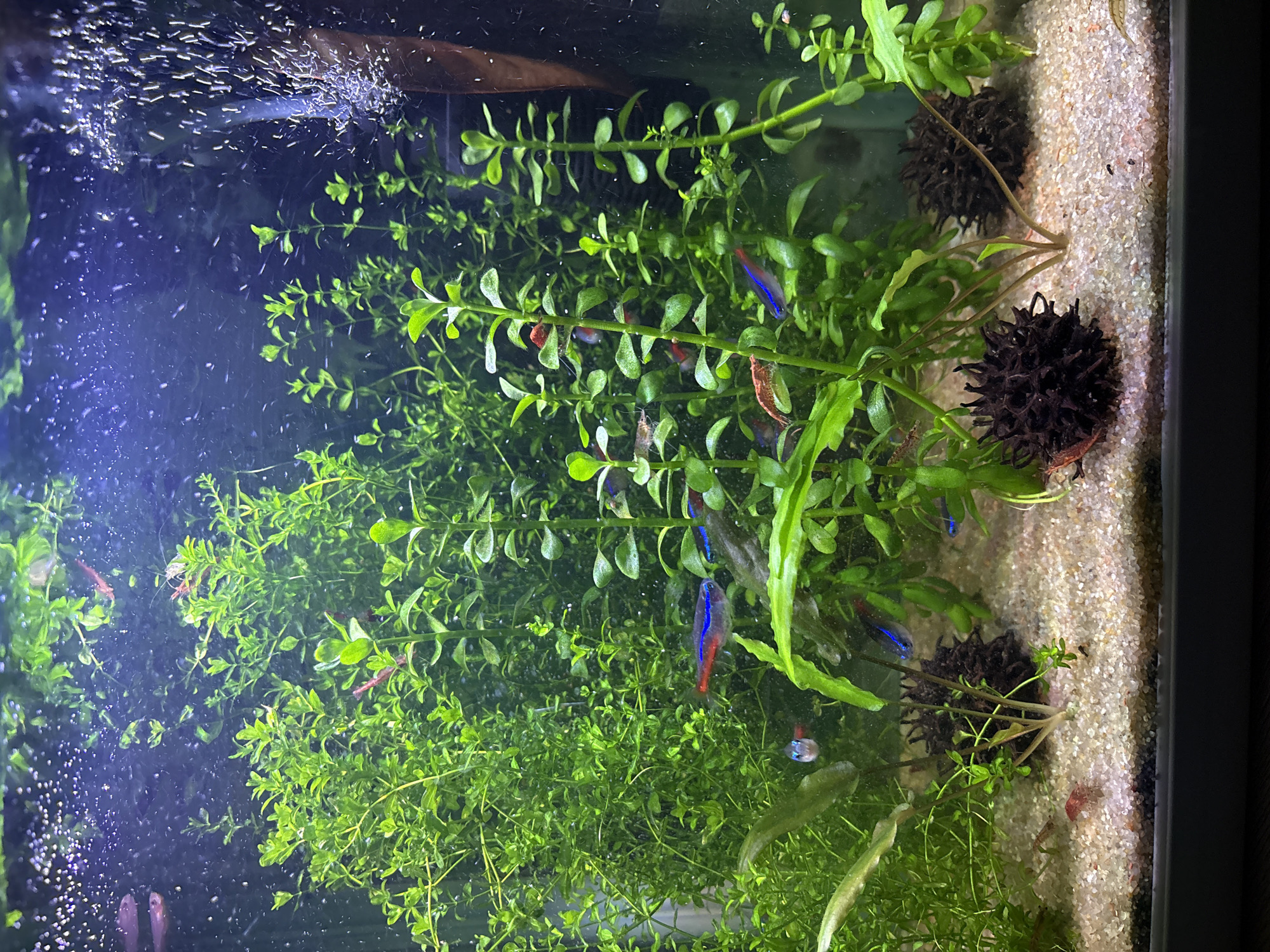 This is a close-up, eye-level, vertical shot of an aquarium with a black frame. The aquarium contains clear water with many green aquatic plants, a light-colored gravel substrate, and several small fish and shrimp. In the upper right corner, bubbles are rising from an unseen source, creating a frothy effect. Among the plants, there are at least three neon tetras, recognizable by their iridescent blue and red stripes, and several red cherry shrimp. The lighting appears to be coming from above and the front, casting subtle shadows. The scene is peaceful and naturalistic, suggesting a healthy aquatic environment.