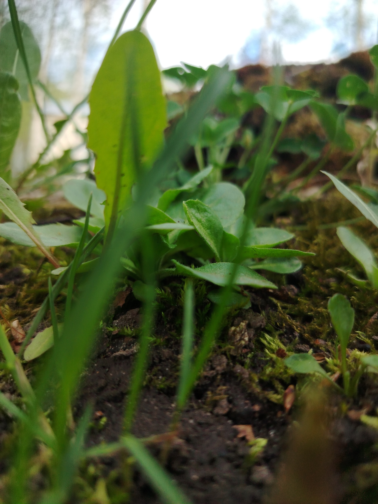 The image depicts a close-up view of ground vegetation, likely in an urban environment given the presence of non-native plant species. The scene is dominated by green vegetation, including grass blades, broadleaf plants (possibly dandelion or similar), and low-lying ground cover. The soil is dark and moist, with patches of moss. The overall environment appears to be damp and shaded. There are no people, subjects or actions visible. The location is unknown, but features the typical characteristics of an urbanized environment.