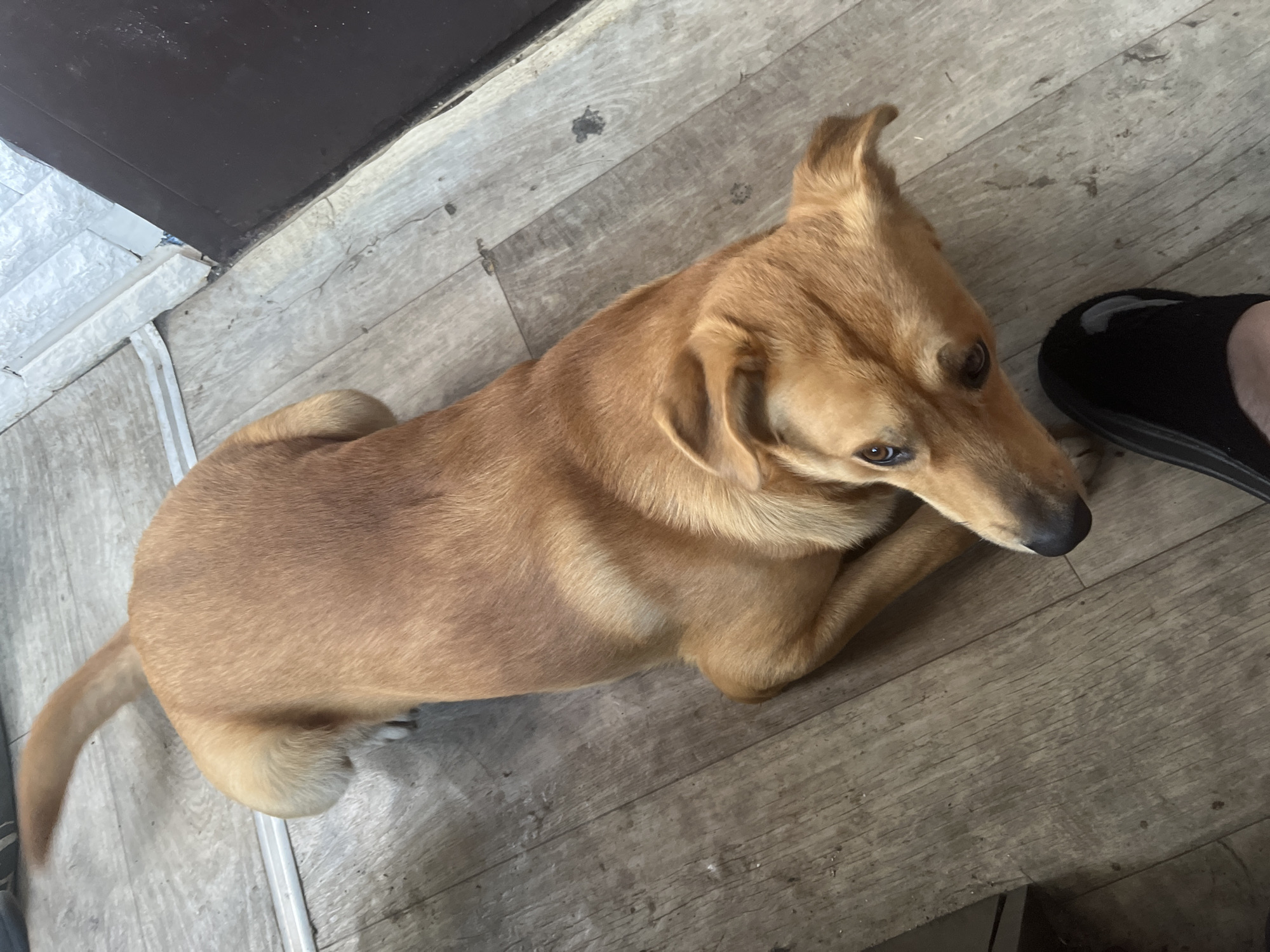 A medium-sized, brown dog is lying on a light-colored, wood-patterned floor. The dog has its front paws tucked underneath its body and is looking slightly to the right of the frame. Part of a black slipper is visible in the upper right corner of the image. The edge of a dark cabinet is visible in the upper left corner, and a section of white tiling is also visible along the cabinet's edge. The location of this image is unknown, and there is no information to suggest that this image was taken in the city of Vesyoloye, Russia.