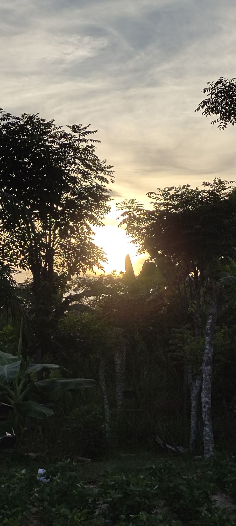 This is a vertical, full-frame photograph captured during sunset in Lhokseumawe, Indonesia. The image depicts a view through silhouetted trees, with the setting sun partially obscured by foliage. The sky is a pale yellow and gray, with wispy clouds. In the foreground, the ground is covered with dark green vegetation and some debris, including a white plastic bag. The trees in the foreground are dark green and appear to be tropical. The overall mood of the image is serene and natural.