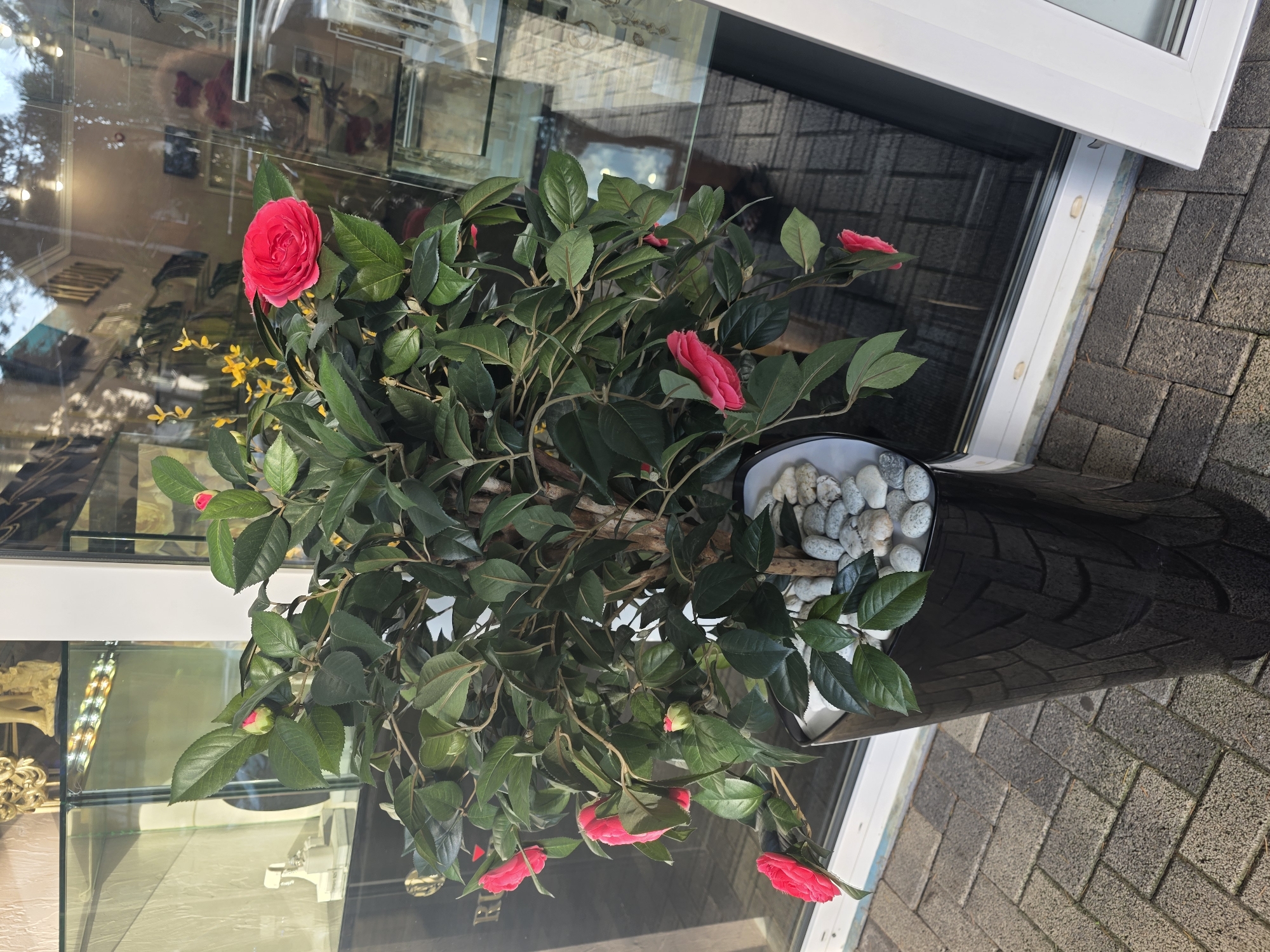 A vibrant pink camellia plant with lush green leaves is displayed in a glossy black planter. The planter is filled with small, smooth, grey and white pebbles around the base of the plant. The camellia has several blooming flowers, with one prominent, fully opened bloom at the top left, and others in various stages of opening or budded along the branches. Tiny yellow flowers are also visible interspersed with the camellia's foliage.
The plant is situated outside a building with large glass windows, reflecting the surroundings. The reflection shows what appears to be an interior space with display shelves, possibly a shop. Through the glass, glimpses of brickwork and pavement can be seen. The ground is paved with grey interlocking bricks laid in a herringbone pattern. The lighting suggests it's daytime, possibly morning or afternoon, with natural light illuminating the scene. The overall setting implies an urban or commercial area, with the plant serving as an attractive display or decoration. No people are visible in the image. There is no visible text.
