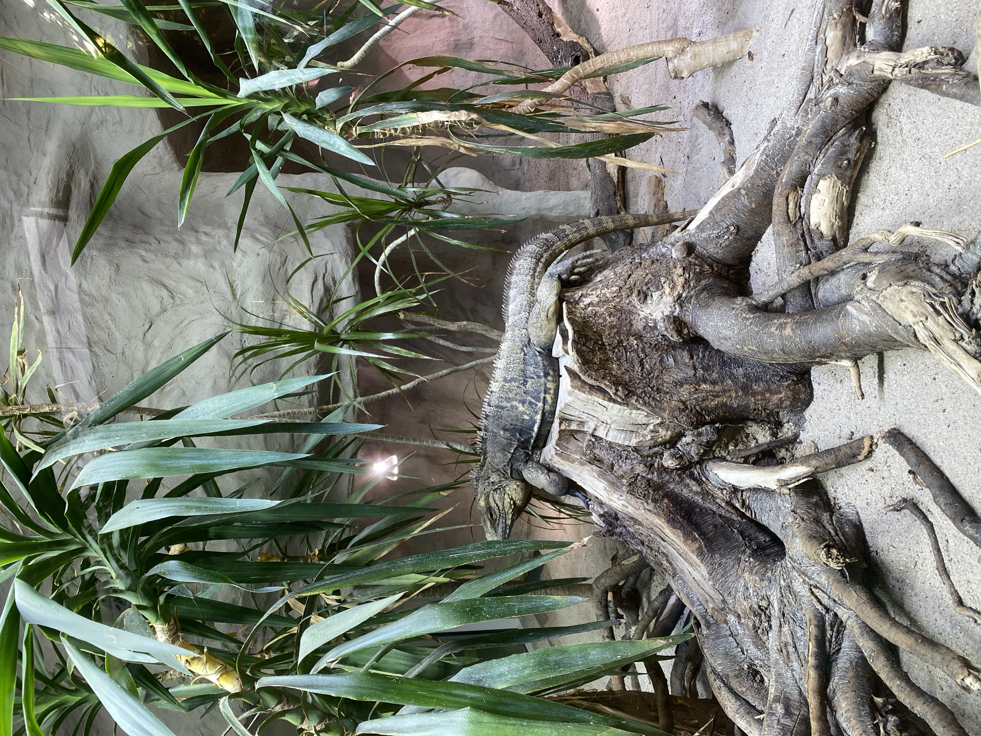 The image shows a reptile enclosure, likely within the Zoo Neuwied in Germany. A large, grey-brown iguana is perched on a weathered tree stump in the foreground. The iguana is facing left, with its head slightly raised. Behind the iguana, the enclosure features lush green yucca plants and a rough, textured rock wall in the background. The ground is covered in sand. The lighting suggests an indoor exhibit, possibly with artificial heat lamps, indicated by a visible lamp fixture casting a light beam onto the rock wall. The roots of the tree stump are exposed and spread widely across the sandy floor, adding to the naturalistic habitat design. No people are visible in the image.