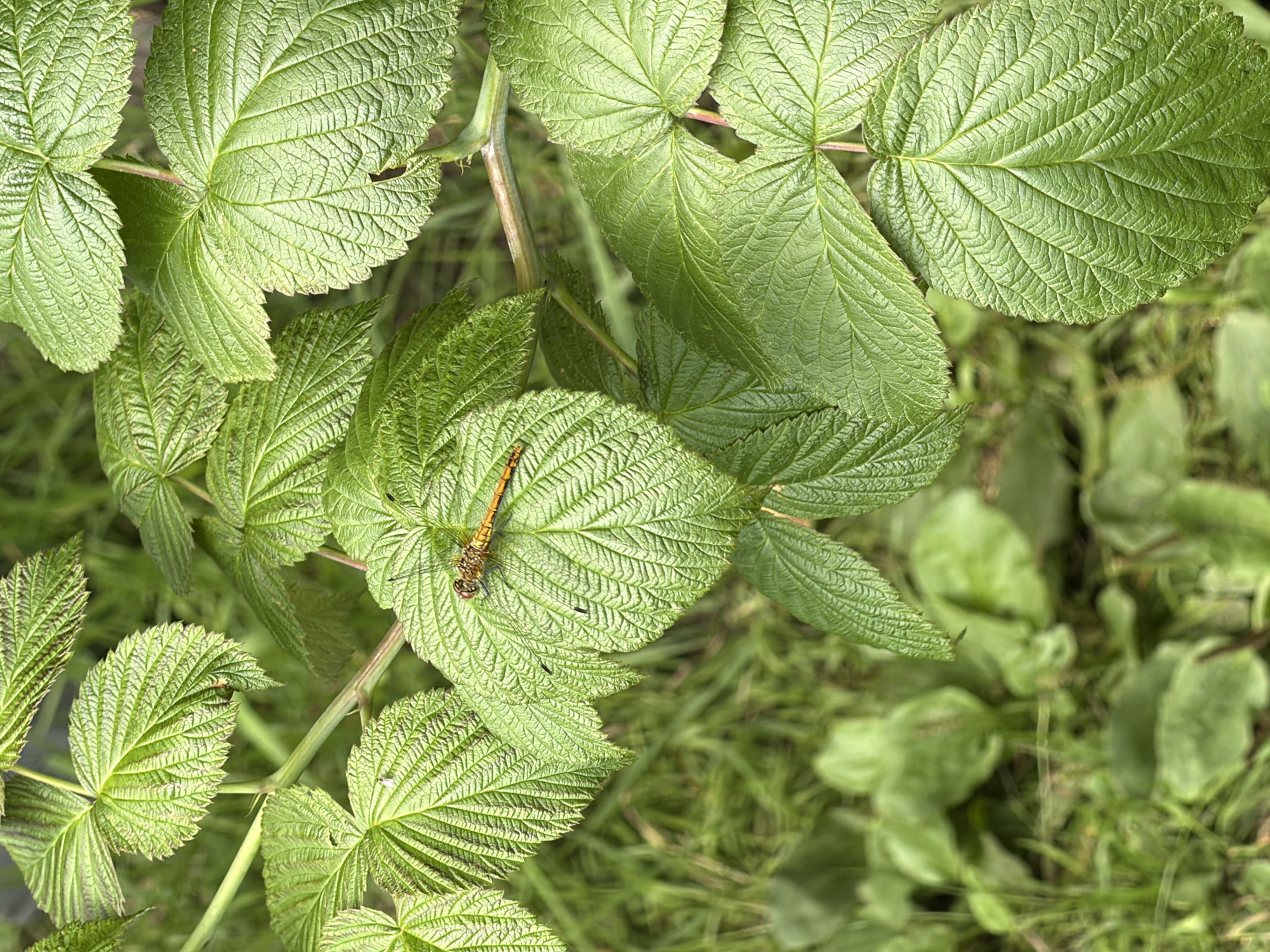 A close-up, eye-level shot shows a light brown dragonfly with yellow accents resting on a vibrant green raspberry leaf. The leaf displays prominent veins and serrated edges. The background consists of soft-focus green foliage and grass, suggesting an outdoor, natural setting. The image was taken in Pokrov, Russia.