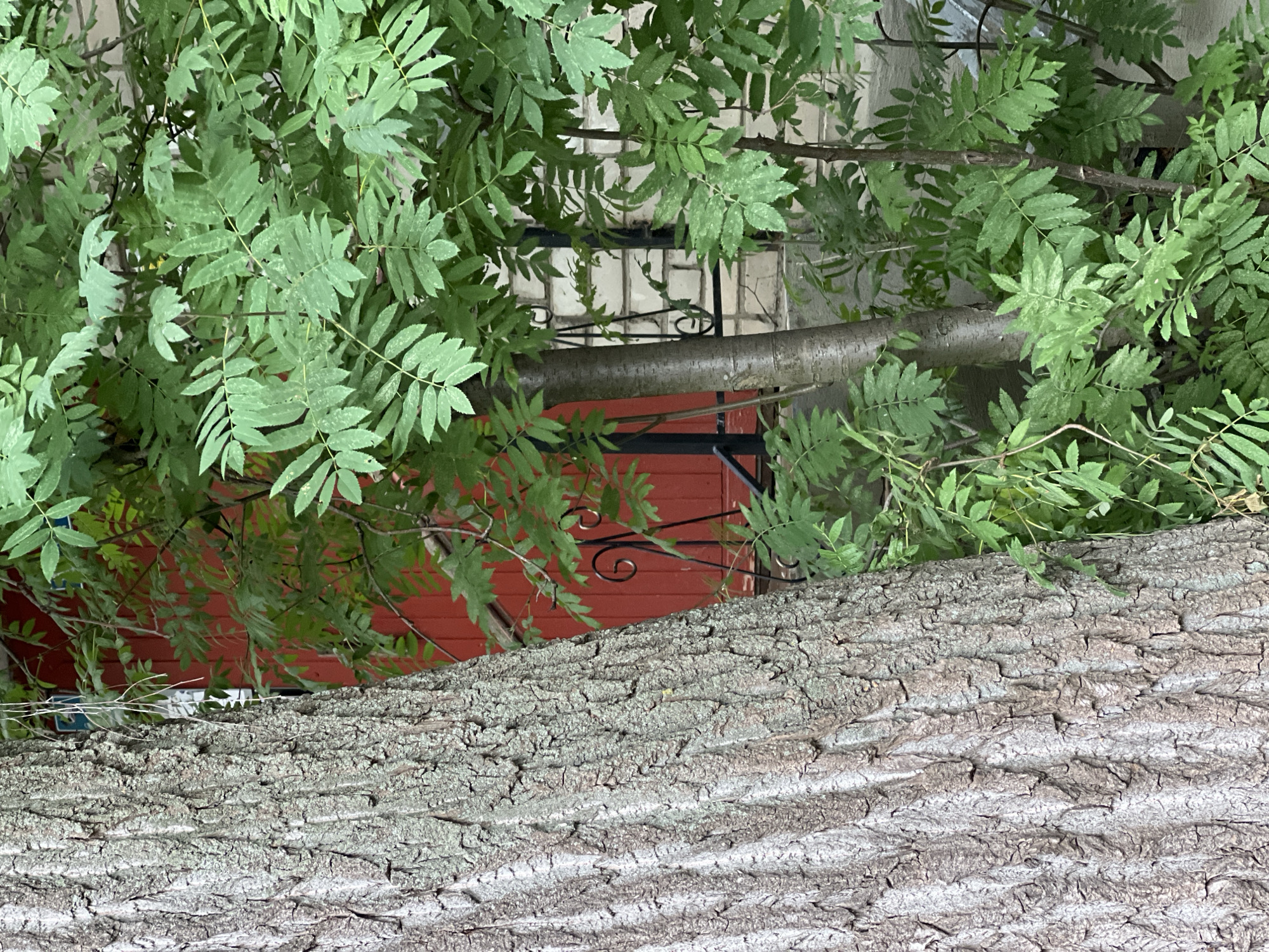 A close-up, eye-level shot shows the rough, gray bark of a large tree trunk on the left side of the frame. To the right of the tree, a bright red door is visible, partially obscured by lush green foliage from a nearby tree. The leaves are compound, with many small leaflets. Behind the foliage and the door, a white brick wall can be seen, with a black wrought-iron fence or railing in front of it. The scene appears to be outdoors, possibly in a residential area of a city. There are no people or animals visible in the image.