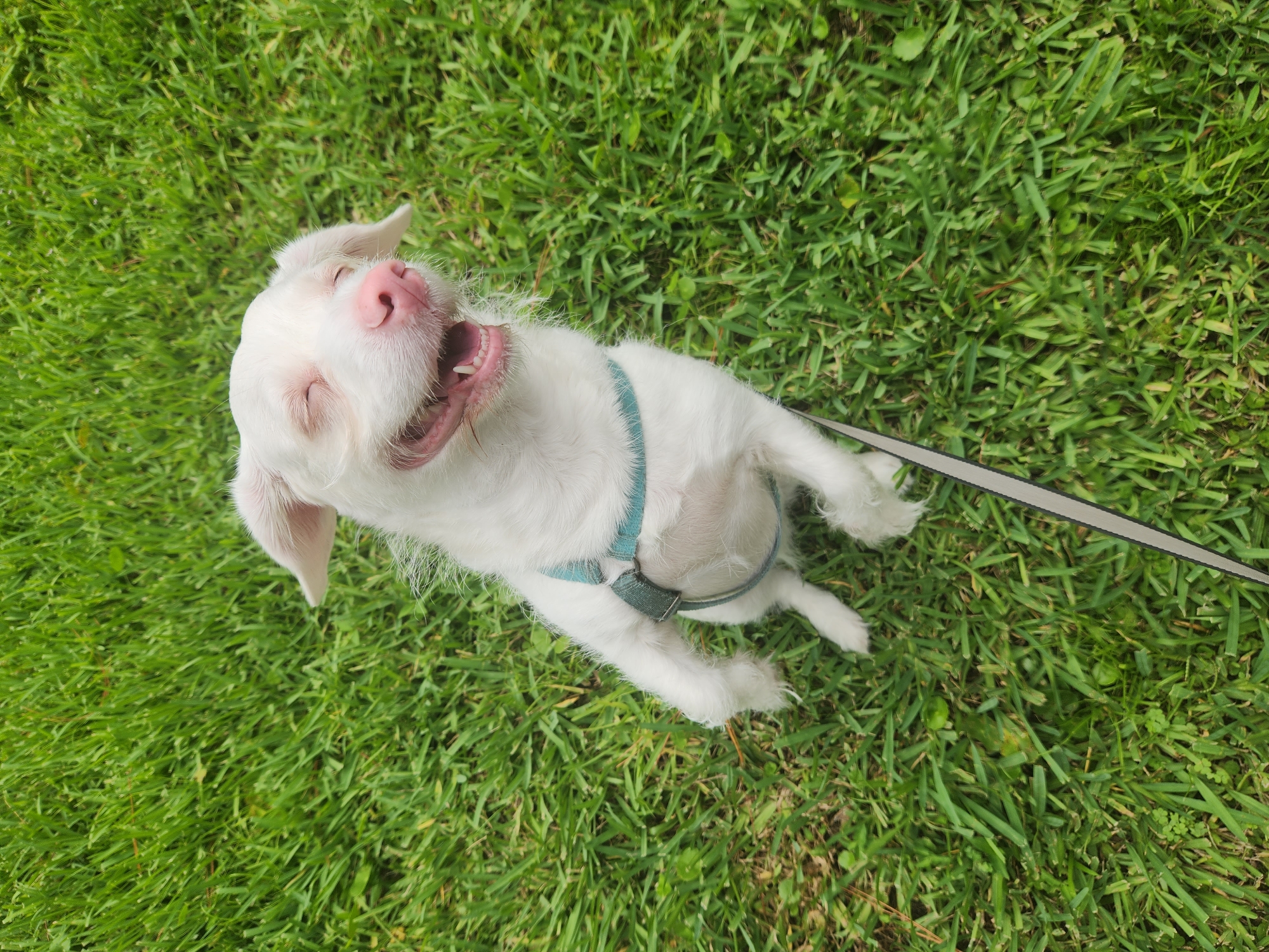 A small white dog with floppy ears and its eyes closed is sitting up on a bright green lawn. The dog's mouth is open in a wide smile, revealing its teeth. It is wearing a light teal harness. A grey leash extends from the harness towards the bottom right corner of the image. The background is entirely composed of lush, well-maintained grass. The image appears to have been taken outdoors on a sunny day. The specific location in Altamonte Springs, United States of America, is not discernable from the visual information provided.