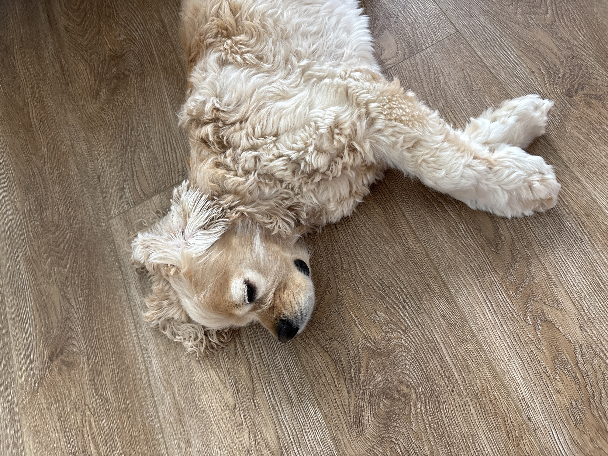 A light-colored, fluffy dog is lying on its side on a wooden floor. The dog's eyes are closed, and its paws are crossed in front of it. The floor is made of light-colored wood planks with a visible grain pattern. The image is taken from a high angle, looking down at the dog. There is no discernible information in the image to indicate its location in Perm, Russia.
