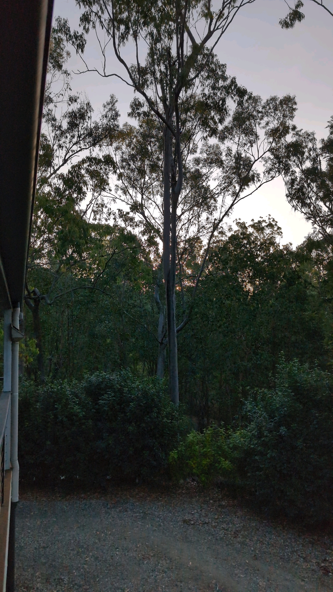 A wide-angle, eye-level, outdoor shot captures a serene scene in Cashmere, Australia. The foreground is a gravel path, leading into a dense forest. The trees are tall and slender with dark green foliage, suggesting a temperate or subtropical climate. The sky above is a pale, muted gray, indicating either dawn or dusk. A portion of a building's roof overhang, made of a gray metallic material, is visible on the left edge of the frame, suggesting the image was taken from a veranda or covered outdoor area. The overall atmosphere is tranquil, with a hint of diffused light filtering through the trees, possibly from the setting or rising sun.