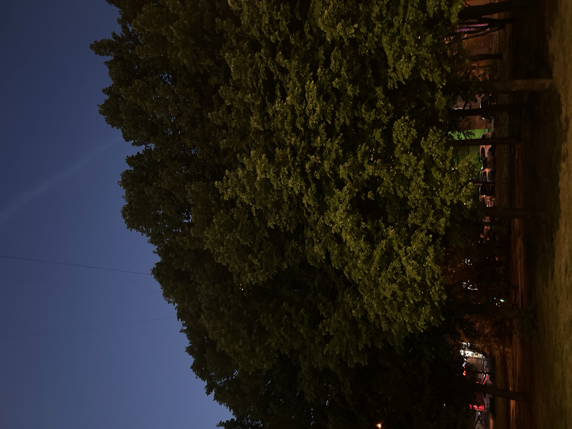 The image depicts a twilight scene dominated by the dense foliage of several large trees in the foreground. The sky above is a deep, dark blue, transitioning to black as it rises. Several thin, dark lines, likely utility wires or cables, are visible stretching across the upper portion of the sky.
The trees are full of dark green leaves, with some areas illuminated by a yellowish-green light, suggesting artificial lighting from below or within the canopy. The lighting creates a stark contrast between the bright highlights on the leaves and the deep shadows within the trees.
In the background, partially obscured by the trees, there are signs of an urban environment. Several cars are parked, with their headlights or taillights faintly visible. Some buildings or structures can be discerned, illuminated by warm-toned lights. The overall impression is of a park or street in a city at dusk or early night. The ground in the foreground appears to be grass or a similar textured surface.