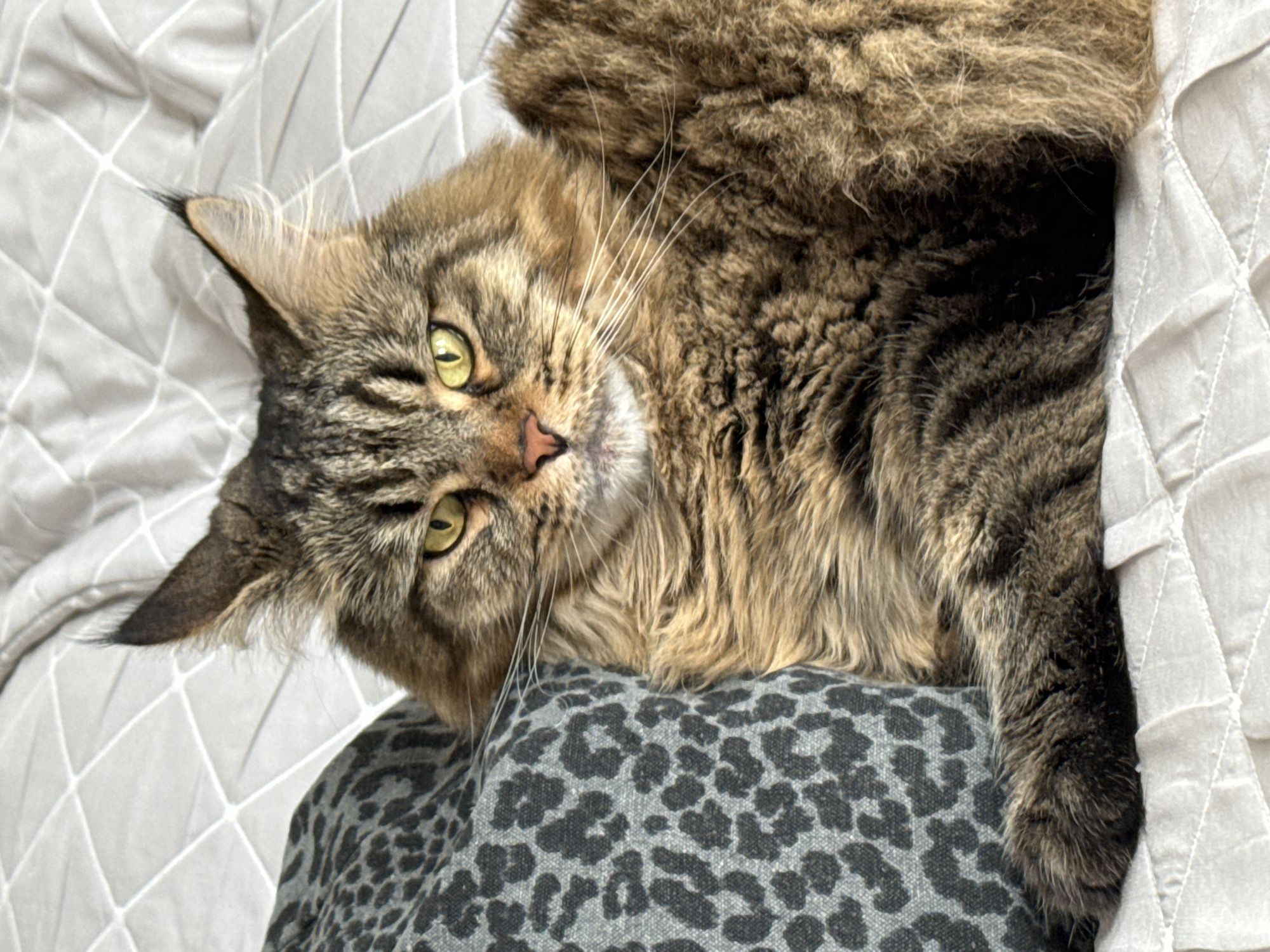 A tan and brown tabby cat is laying on a gray leopard print cushion on a white textured blanket. The cat is facing the camera with its head tilted, displaying its green eyes, pink nose, and long white whiskers. The location of the photo is not determined.