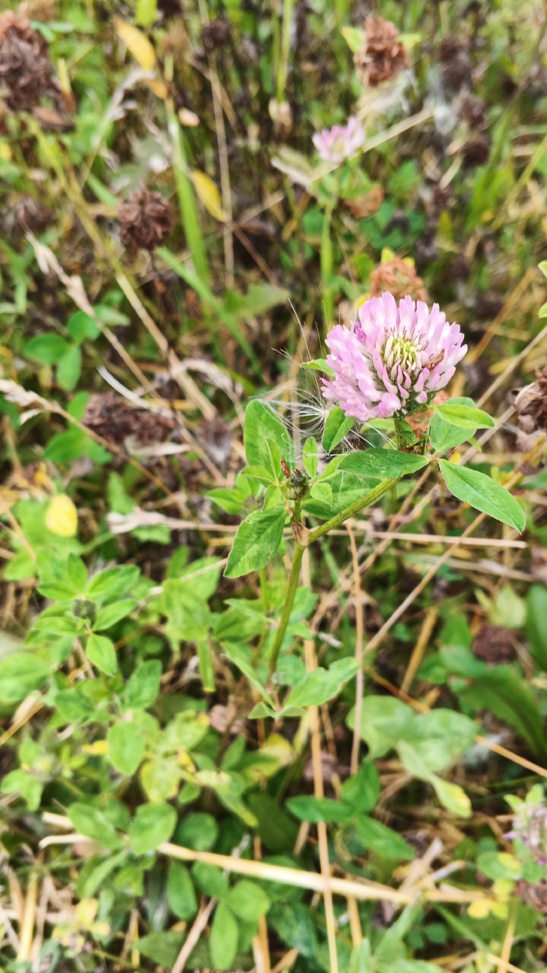 A close-up, eye-level, vertical shot showcases a pink clover flower in the foreground, slightly off-center to the right. The flower is in bloom, with delicate petals forming a rounded head. Wispy, white seed hairs are visible on and around the blossom, suggesting it is past its peak or in the process of developing seeds. The stem of the clover plant is green, with serrated, compound leaves branching out.
The immediate background is filled with lush green foliage, typical of a meadow or natural landscape. Amongst the green, dry, brown stalks and seed heads of other plants are interspersed, adding texture and a sense of the season. Some of these are blurred, indicating they are further away than the main subject.
The overall environment appears to be outdoors, likely in a field or a grassy area, characteristic of the rural landscape found in and around the village of Podgornoye, Russia. The lighting suggests it is daytime, with diffused sunlight. There are no people or animals visible in the frame. The image focuses solely on the botanical details of the clover plant and its immediate surroundings.
