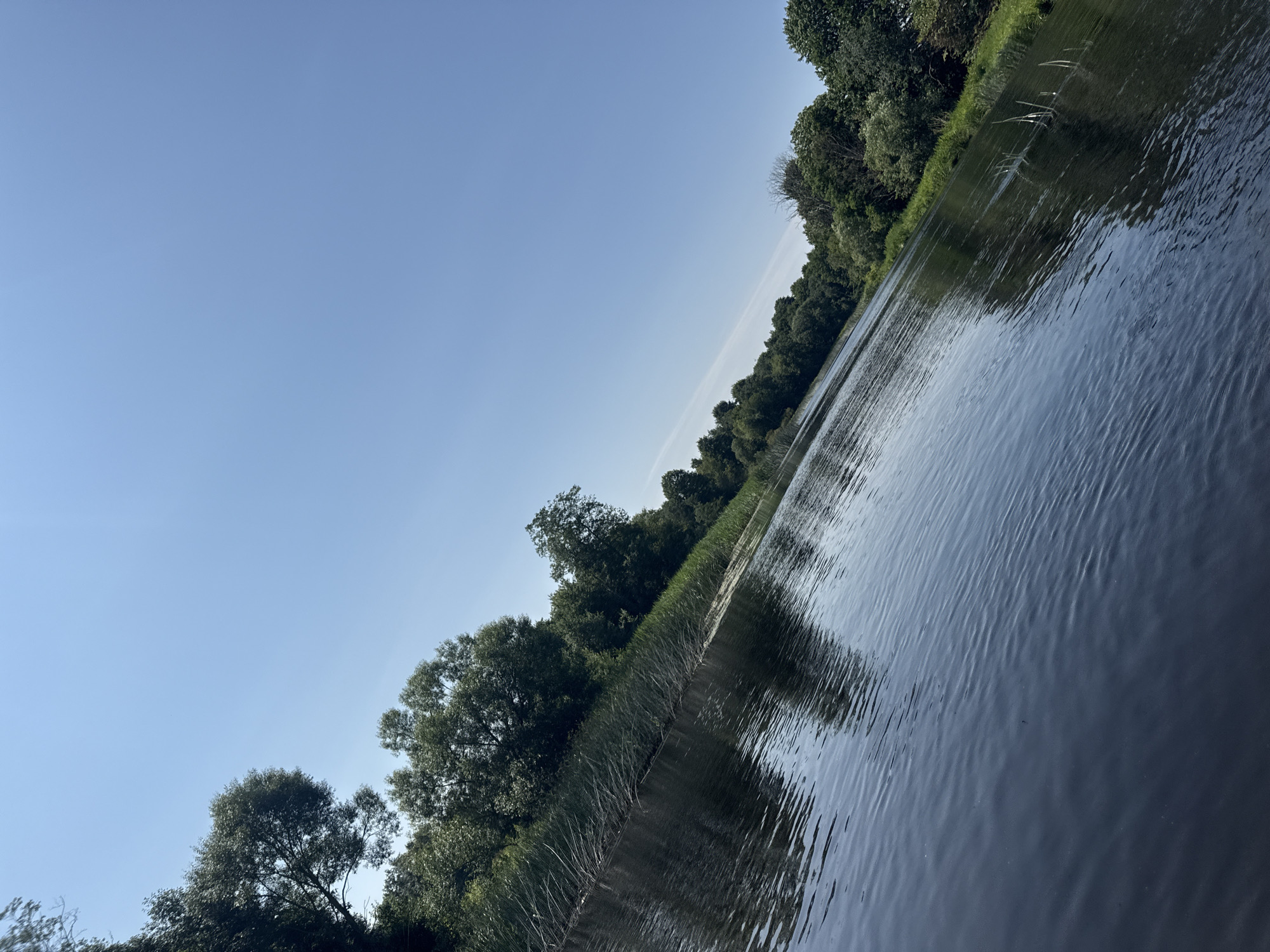 An angled, eye-level shot captures a serene river scene in Kurmene, Latvia, under a clear, bright blue sky. The foreground is dominated by the dark, rippling surface of the river, reflecting the overhead sky and the lush greenery along the bank. Tall reeds and grasses line the left bank, creating a natural barrier between the water and the dense foliage of trees that stretches along the distant shore. The trees are a vibrant green, with a mix of deciduous and possibly some coniferous varieties, indicating a natural, perhaps wild, environment. The water itself appears calm, with gentle waves creating a textured surface. The overall impression is one of tranquility and natural beauty, with no human presence or man-made structures visible. The sunlight casts a warm glow, enhancing the natural colors of the landscape.