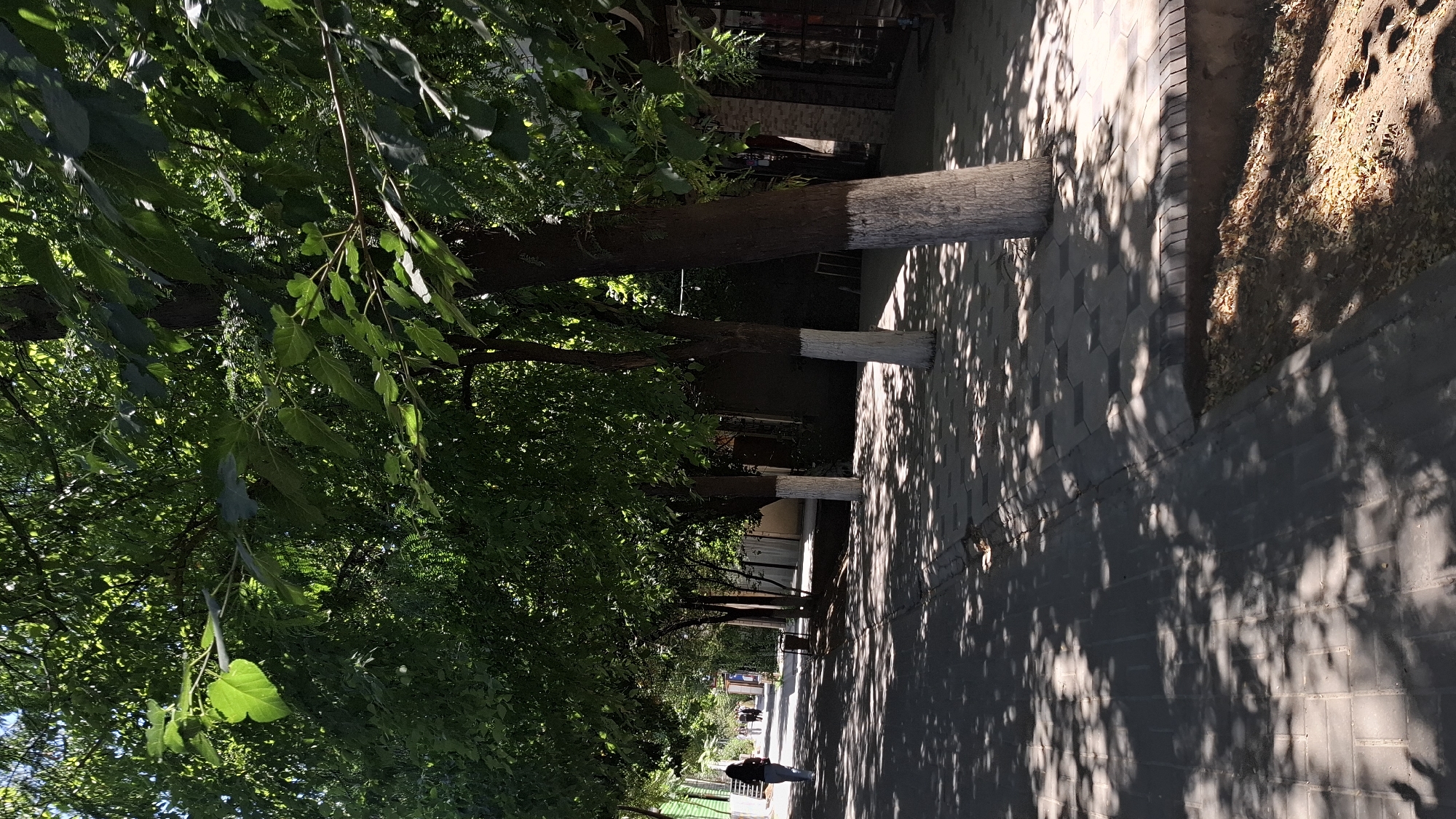 The image depicts a sun-dappled pedestrian walkway lined with trees in Shymkent, Kazakhstan. The walkway is paved with interlocking concrete tiles. Several trees with trunks painted white at the base line the path, casting intricate shadows on the ground. In the background, buildings appear to be commercial establishments. A woman is walking away from the camera down the walkway on the left side. Further down the path, a few other pedestrians are visible. The overall scene suggests a pleasant, shaded area in a city environment during daylight hours.