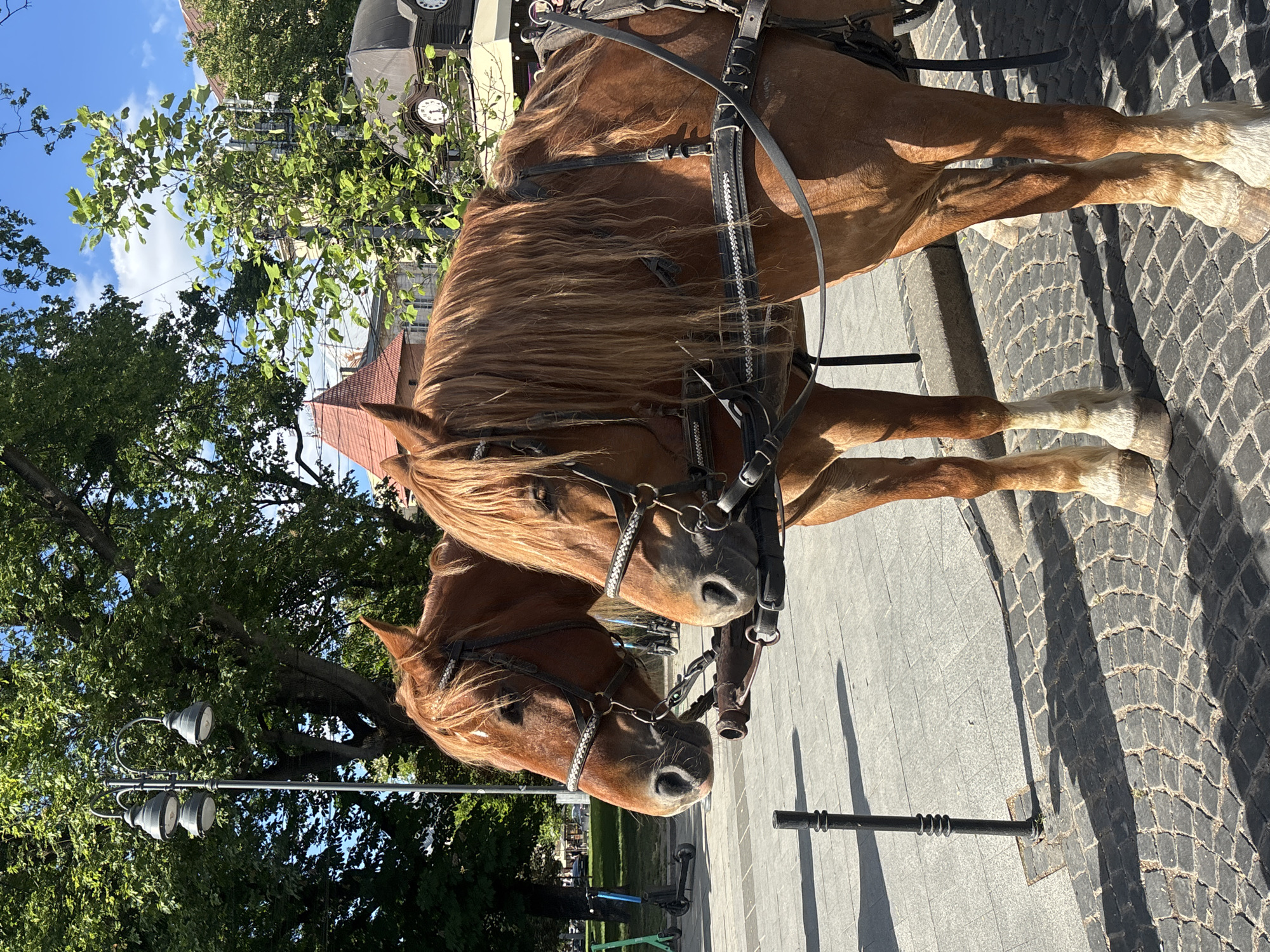 The image shows two brown horses harnessed to a carriage. The horses are standing on a cobblestone street. In the background, there are buildings and trees. The scene is likely in Lviv, Ukraine.