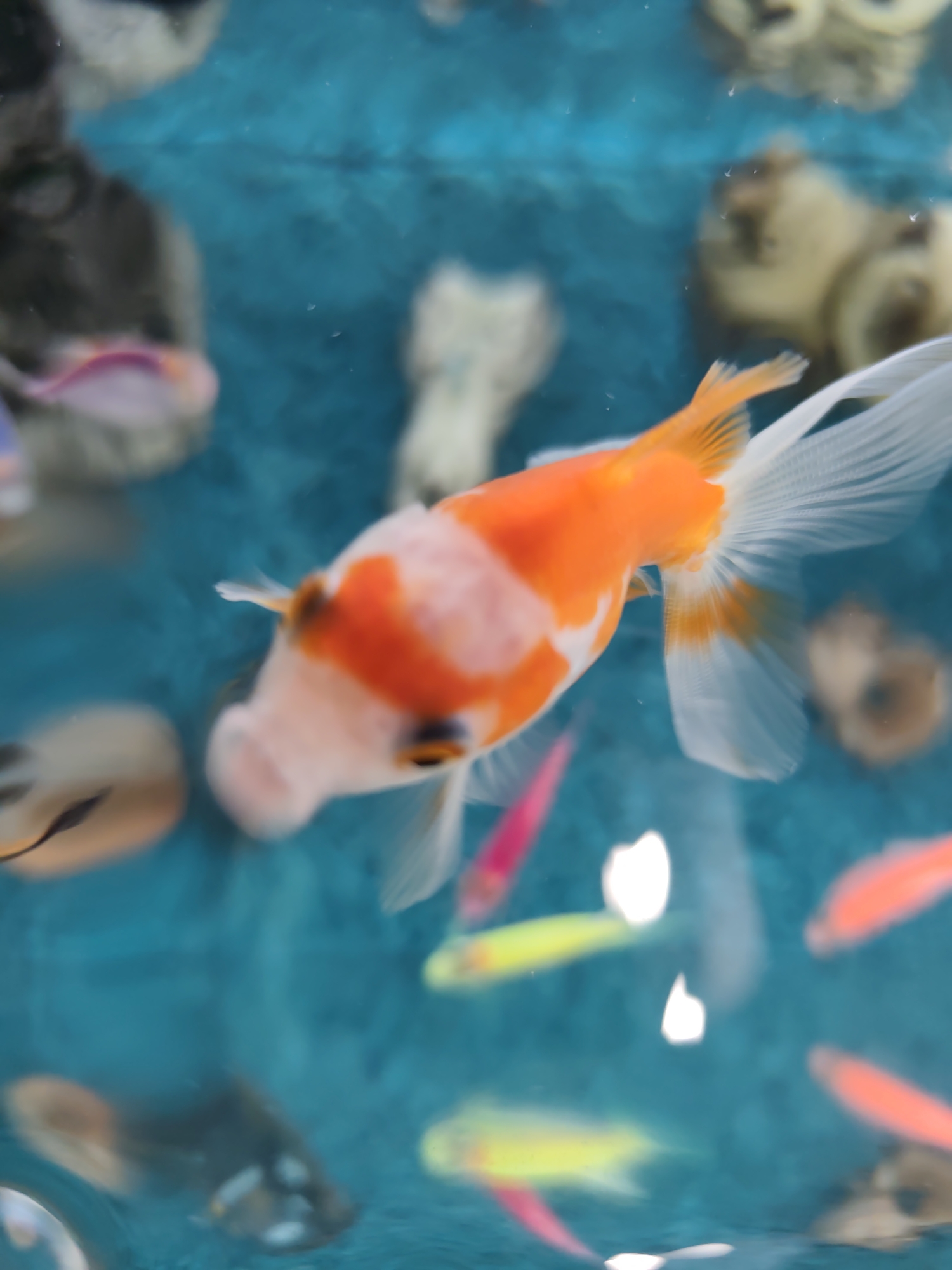 This image, captured in Pazardzhik, Bulgaria, depicts an underwater scene within an aquarium. The primary subject is a large, orange and white fancy goldfish, positioned in the upper-mid section of the frame, swimming towards the lower-left. Its body is predominantly white on the head and front, transitioning to bright orange towards the tail, which features long, flowing white fins with orange coloration at their base. The goldfish exhibits slight motion blur, particularly in its fins.
Scattered throughout the blurred teal-blue water are numerous other fish of various sizes and vibrant colors, including elongated pink/red, yellow/green, and dark grey/black specimens with lighter markings. These fish are significantly out of focus, suggesting distance or rapid movement. The background consists of indistinct, light-colored shapes, possibly aquarium decorations or substrate, along with small white particles suspended in the water. Several bright, irregular white reflections are present in the lower and mid-right sections of the frame, indicating light sources interacting with the water surface or glass.