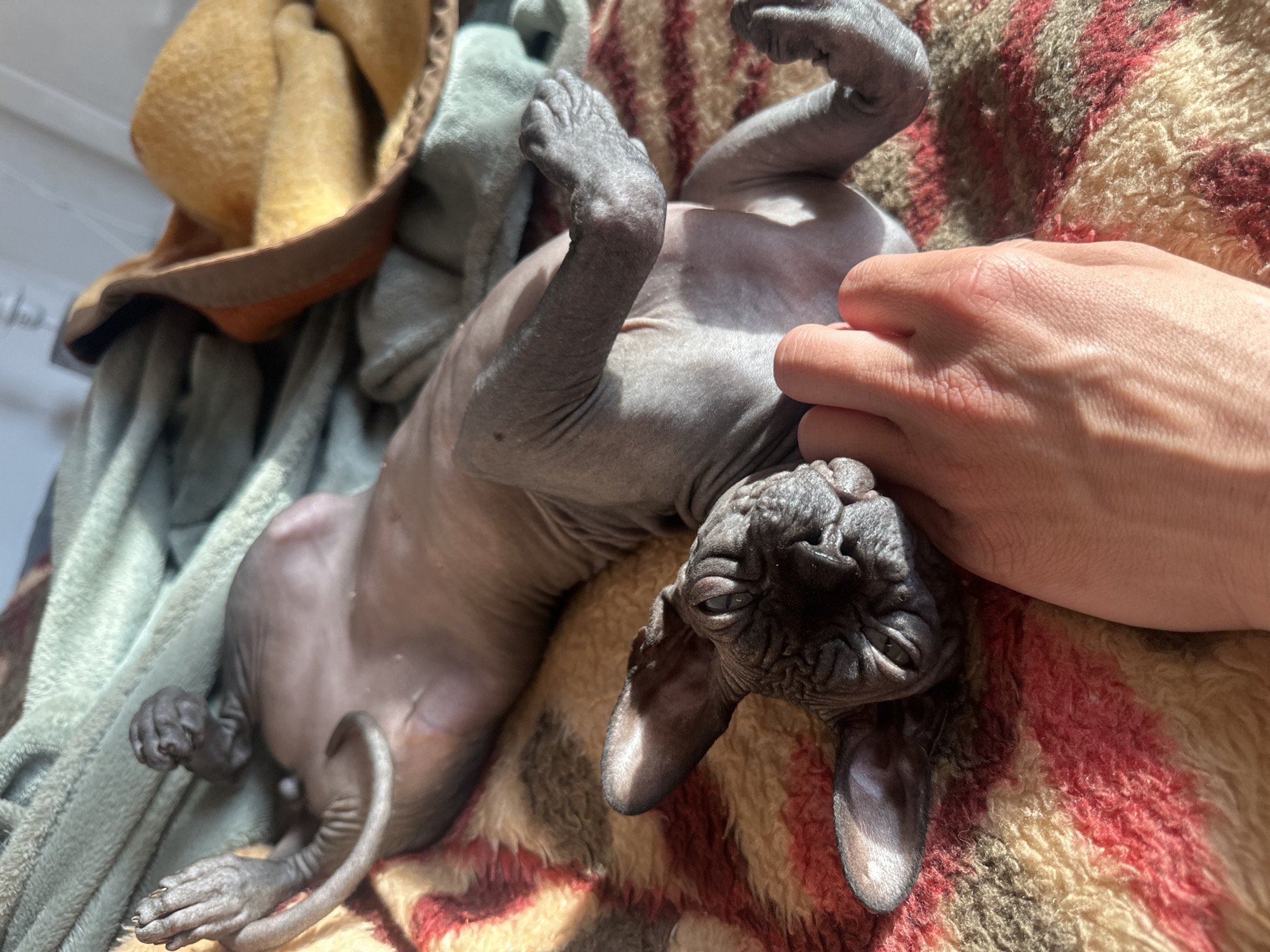 A hairless cat is lying on its back on a striped blanket. A human hand is touching the cat's head. There are additional blankets and fabric items to the left of the cat. The location cannot be determined from the image.